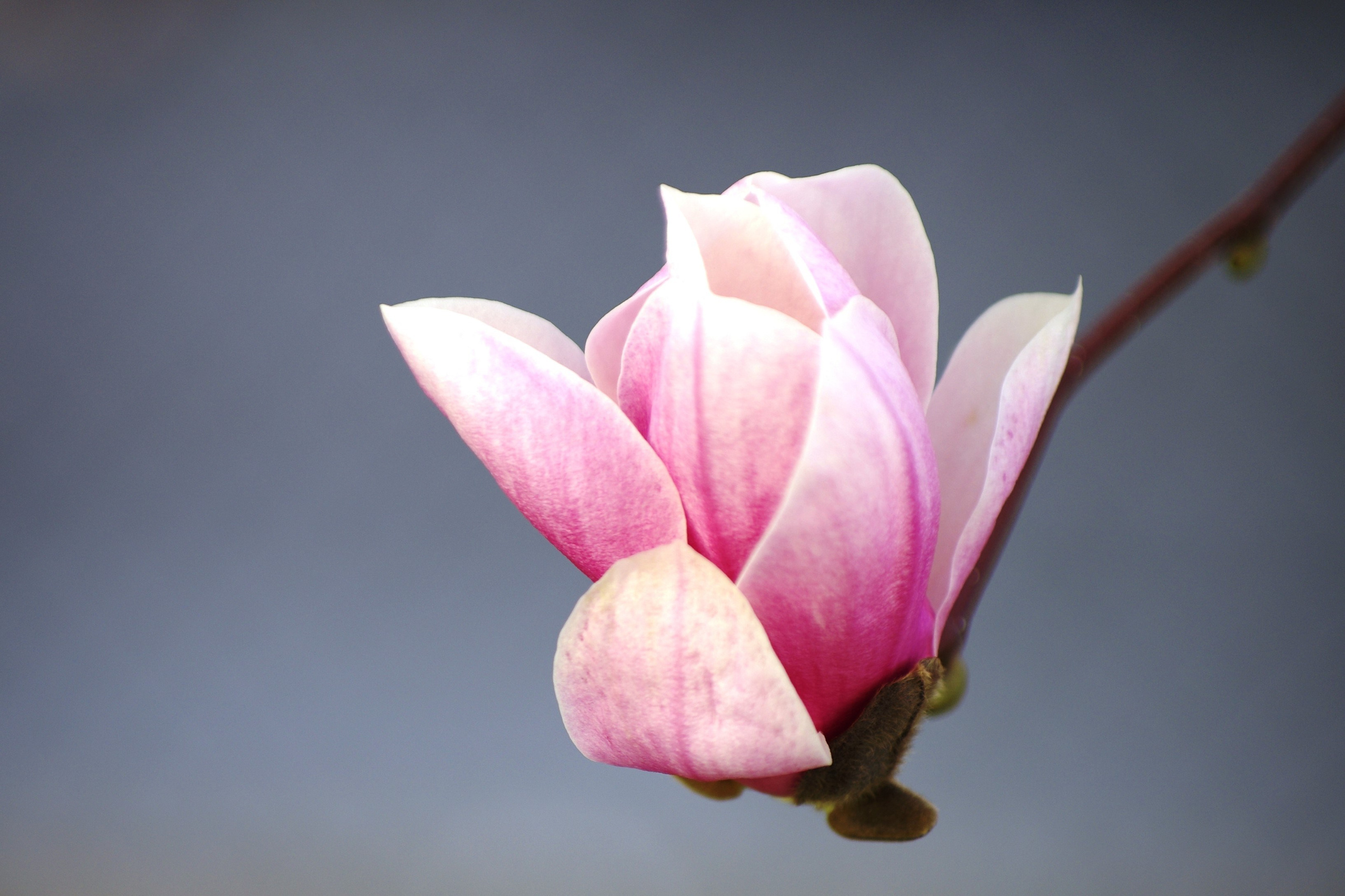 Цветочки-лепесточки. Фотограф Дмитрий Алексеев