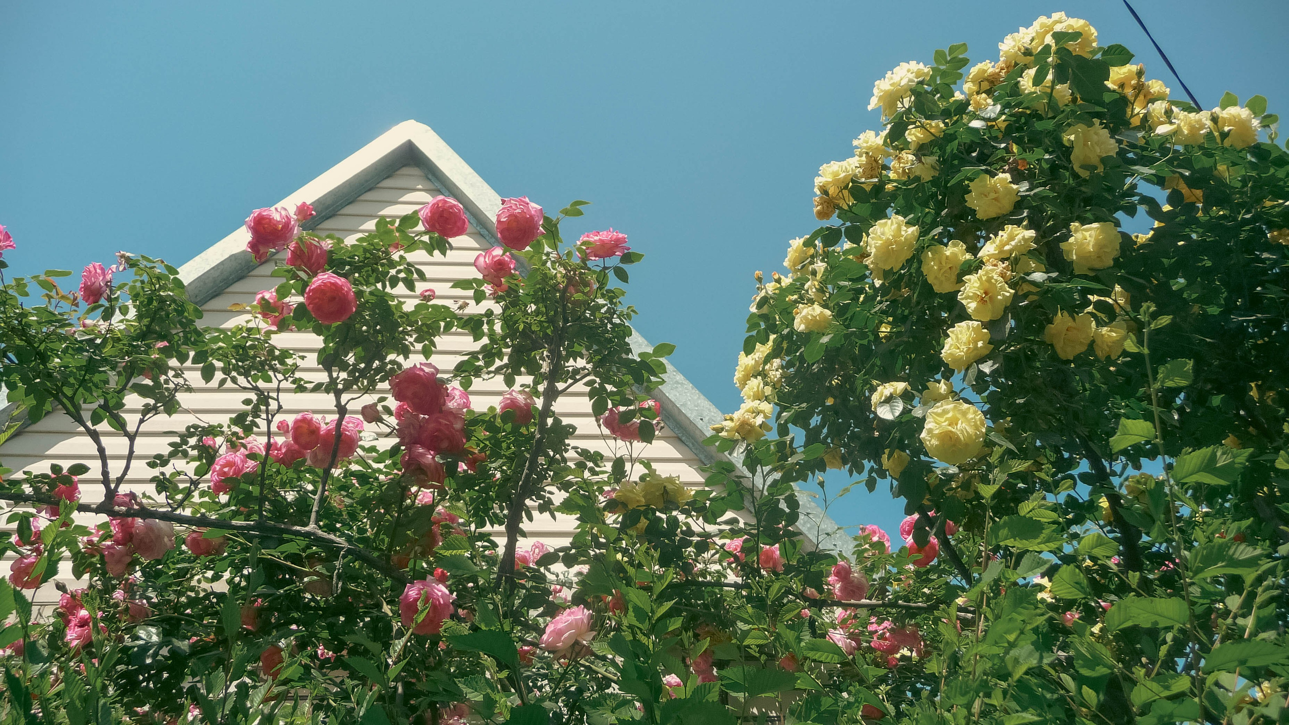 Майская Кубань. Фотограф Анастасия Лощакова в Москве