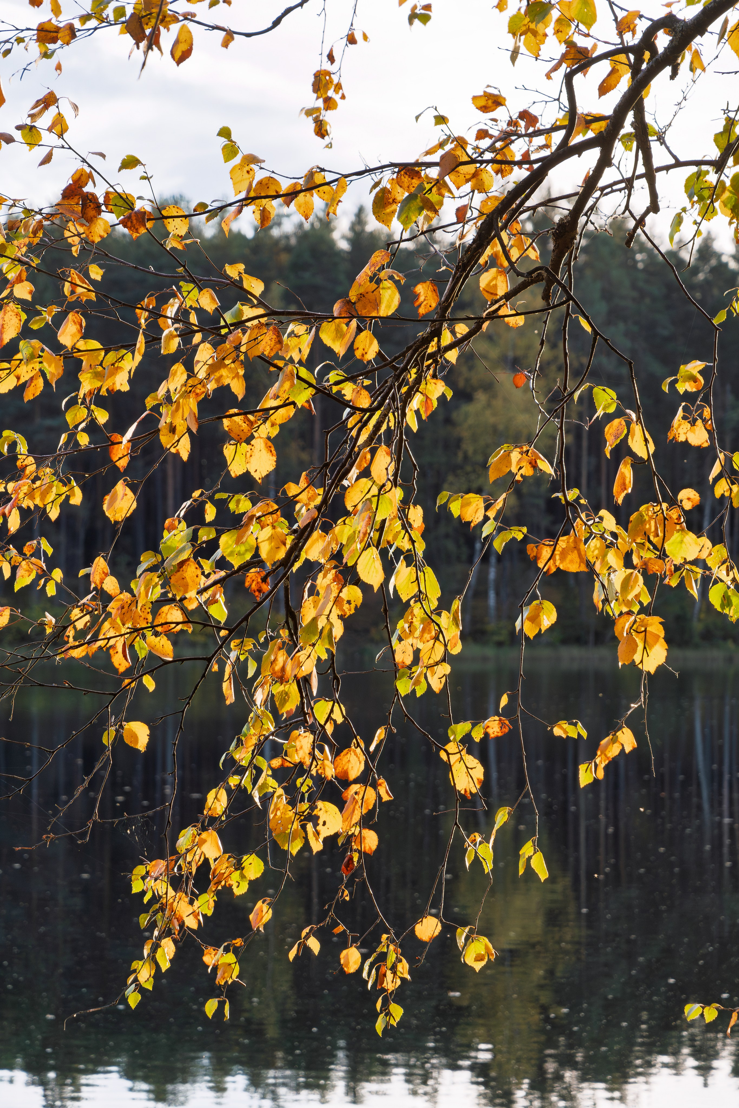 Голубые озера, Псковская область. Октябрь 2024. Фотограф Никифоров-Гордеев Сергей. Москва и МО