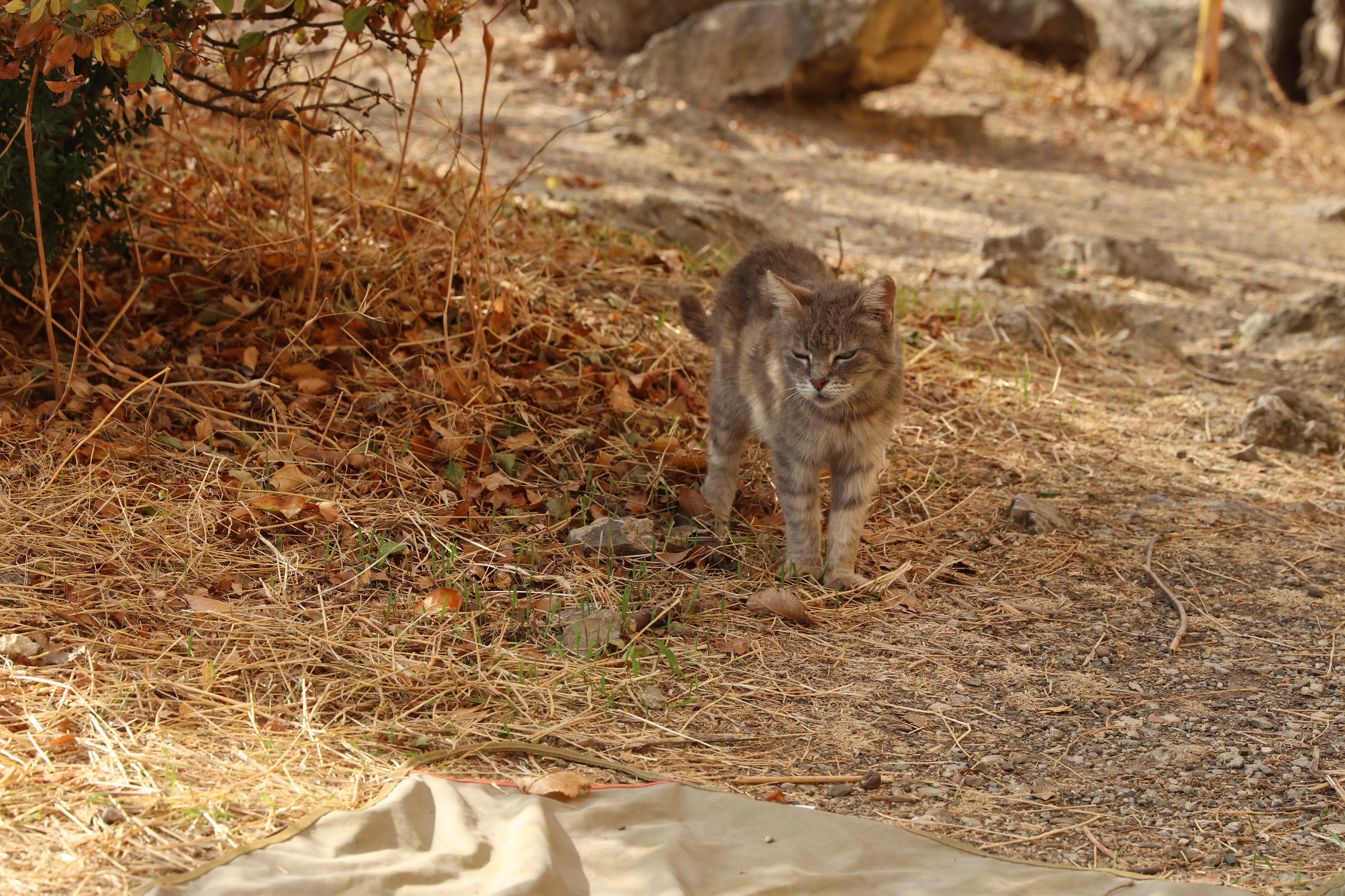 Крым. ЮБК (Гурзуф, Судак и их окрестности). Ноябрь 2023. Путешественник-фотограф из Санкт-Петербурга Татьяна Свистулина