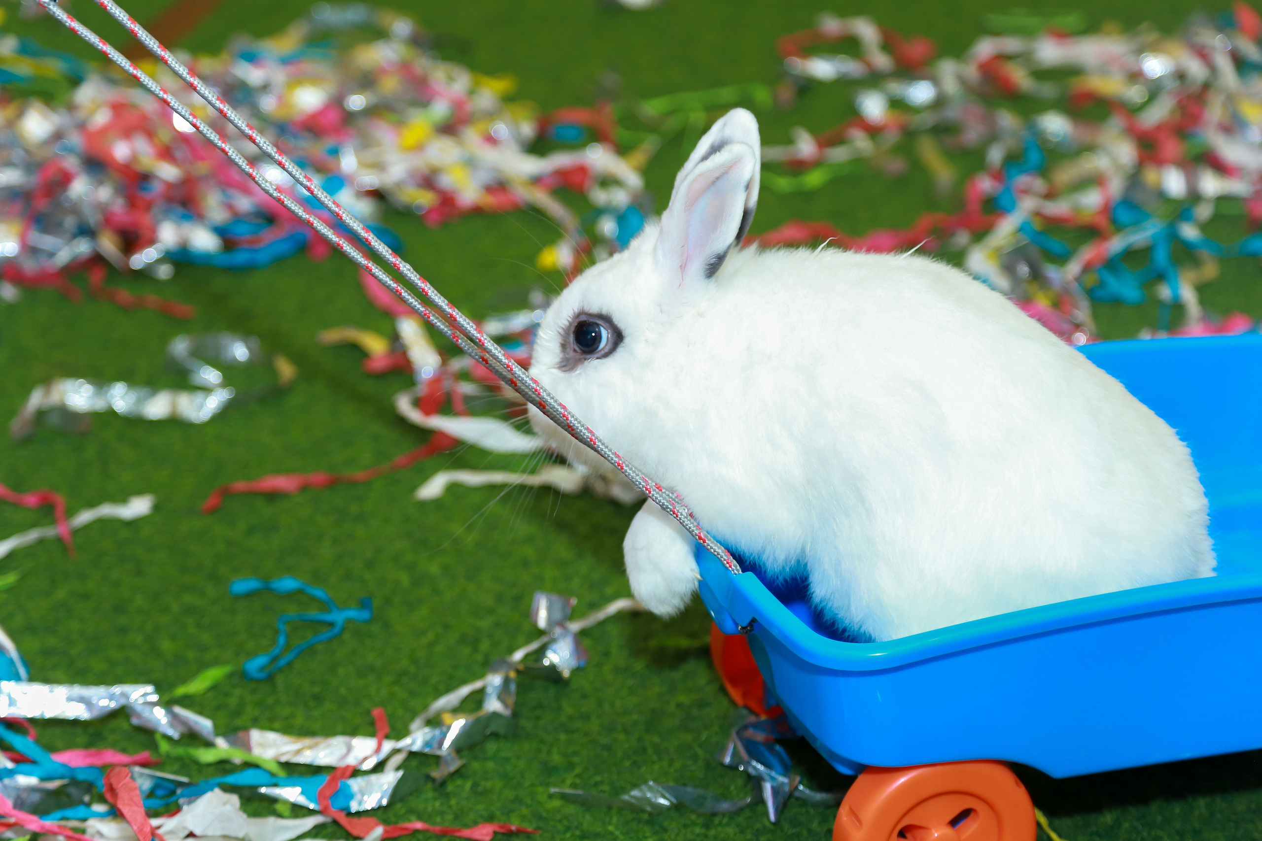 День рождения. Выпускные альбомы Саратов Энгельс фотограф Титова Ирина