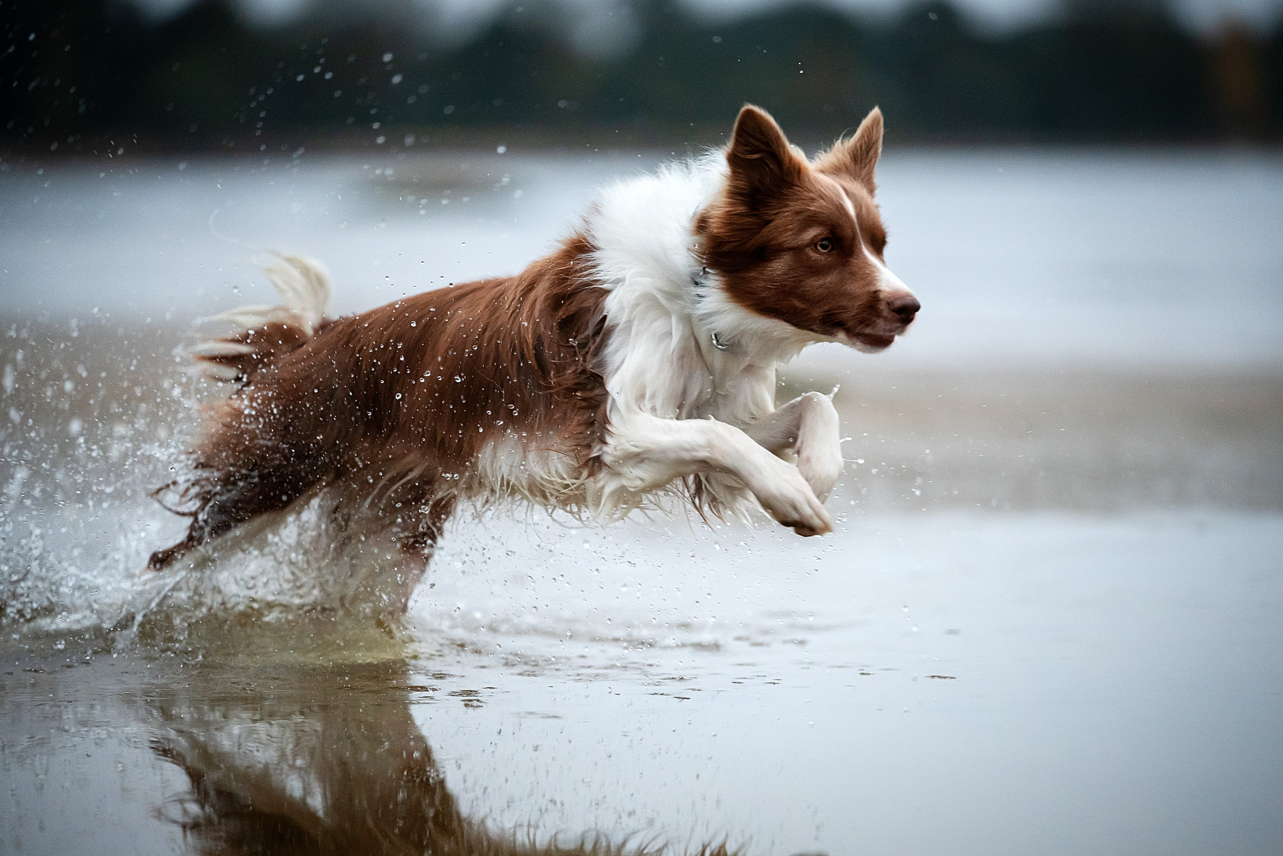 Прогулочная съемка. Фотограф-анималист Виктория Симонова. СПб