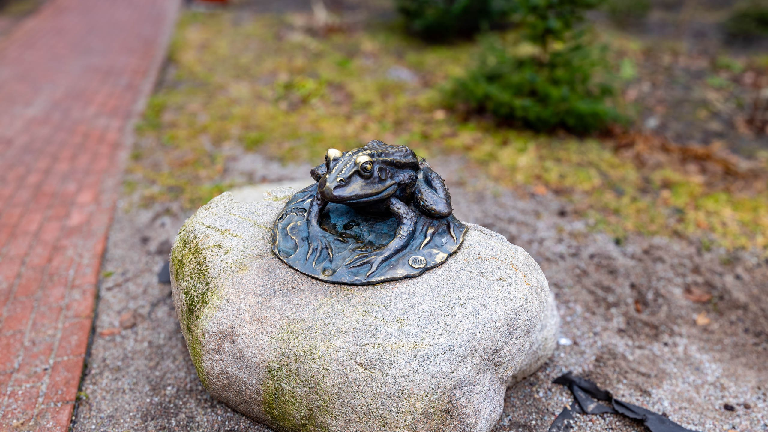 2024 01 Калининград (Светлогорск, Зеленоградск). Фотографии