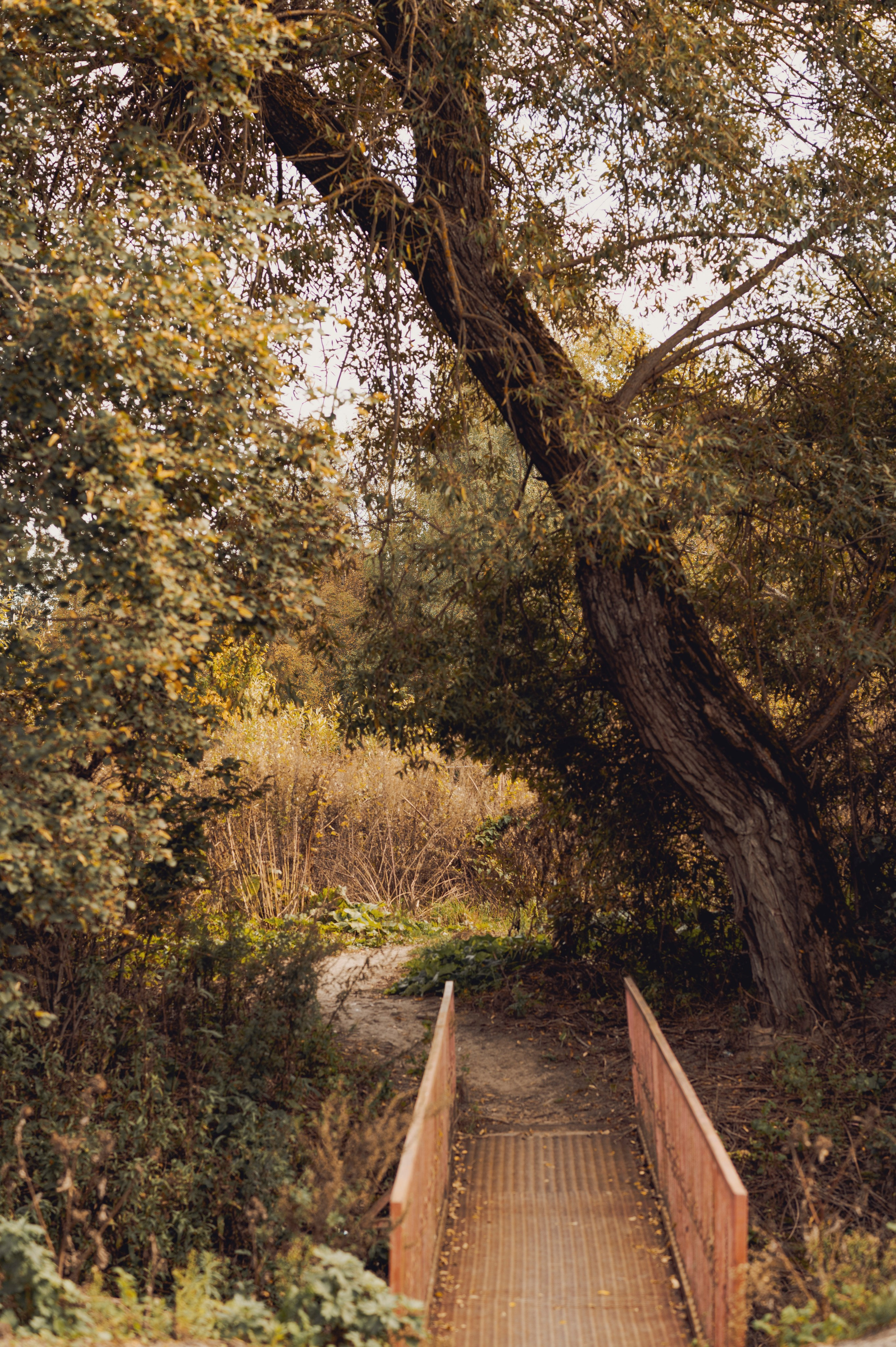 Осень во всей красе. Анна Боровикова, фотограф Пушкино