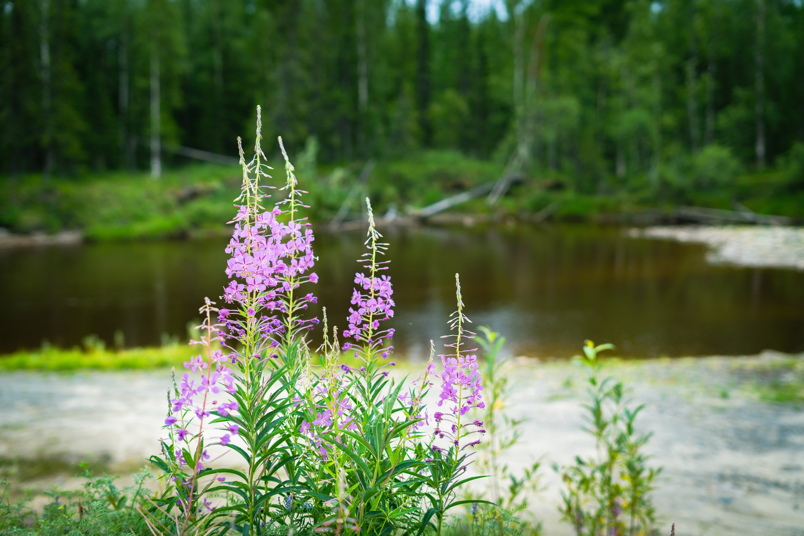 Лето в тундре. Фотограф Екатерина Зорина