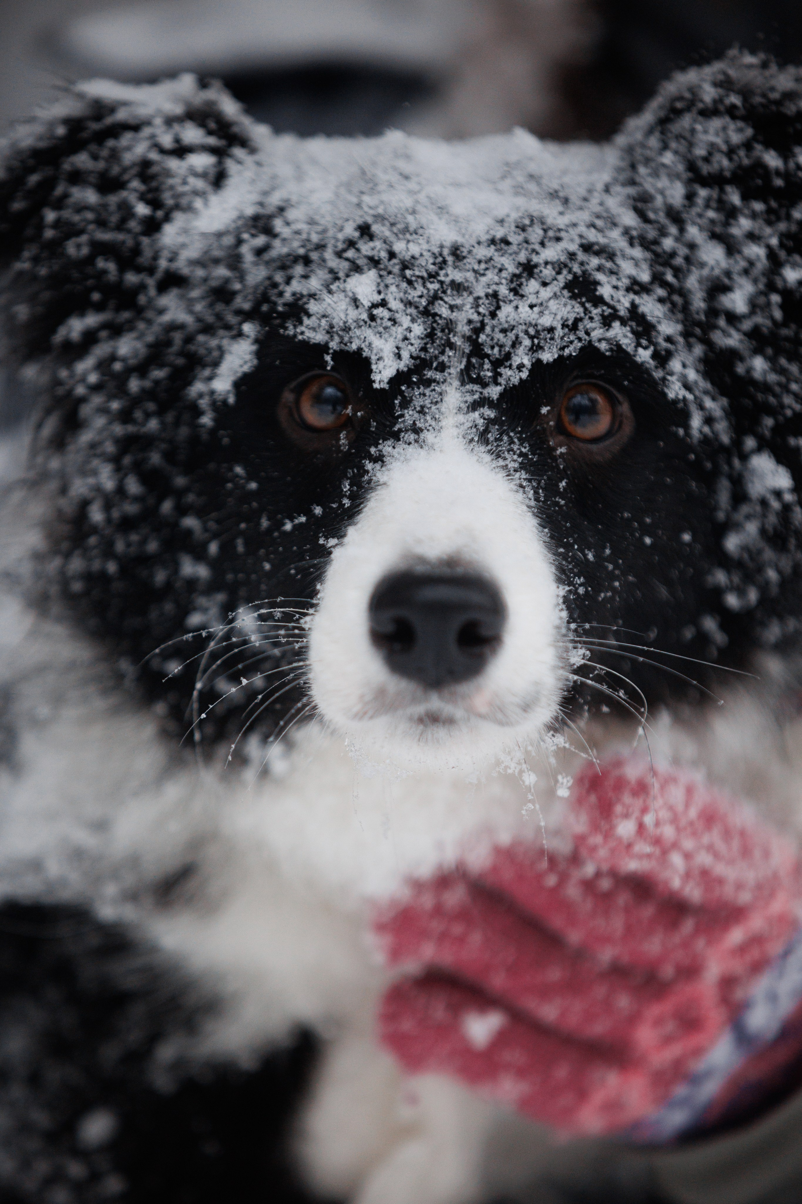 Даша и компания. Фотограф анималист Кристина Карпова, Москва