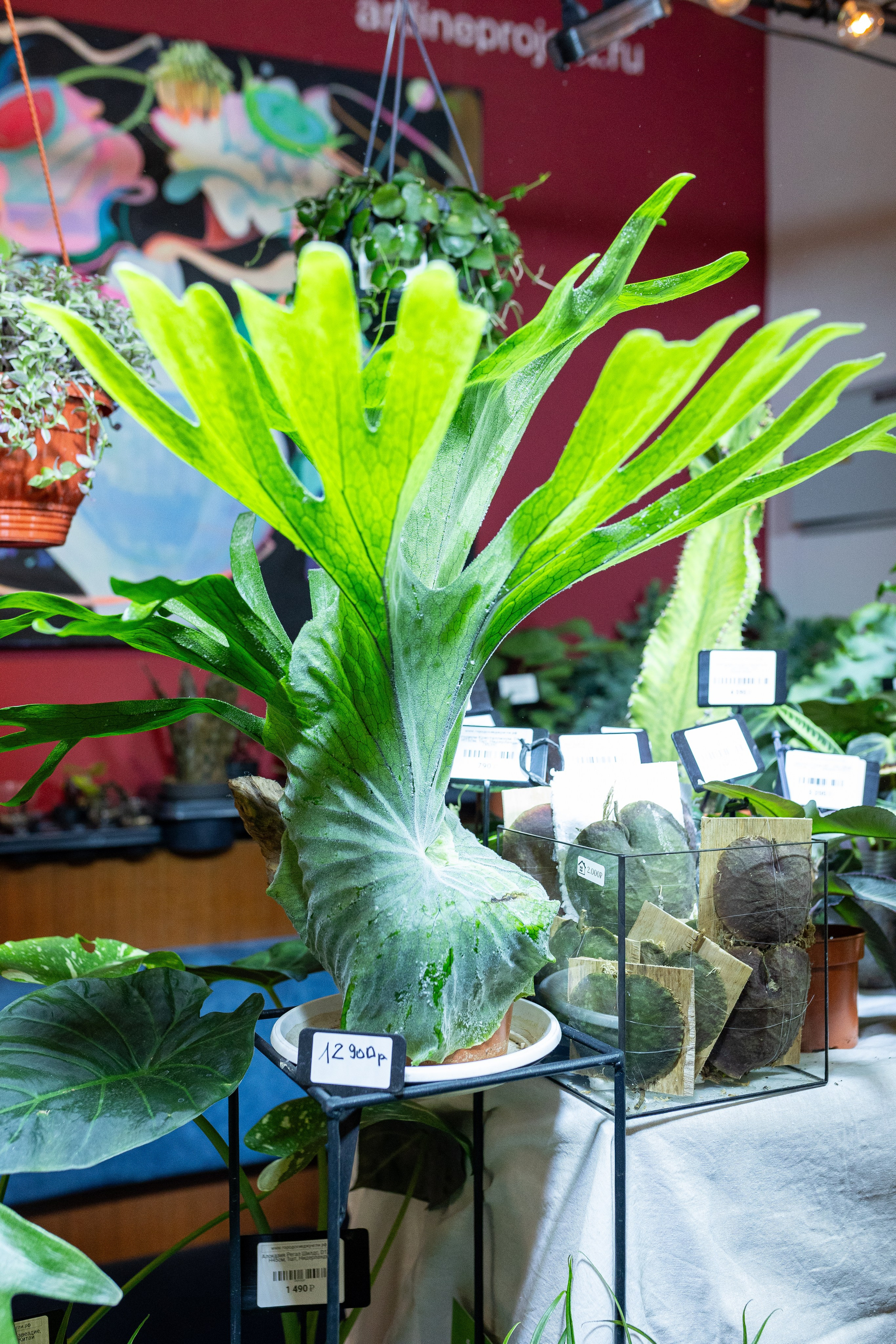 Growbox декабрь 2025. Александра Куликова фотограф, Москва