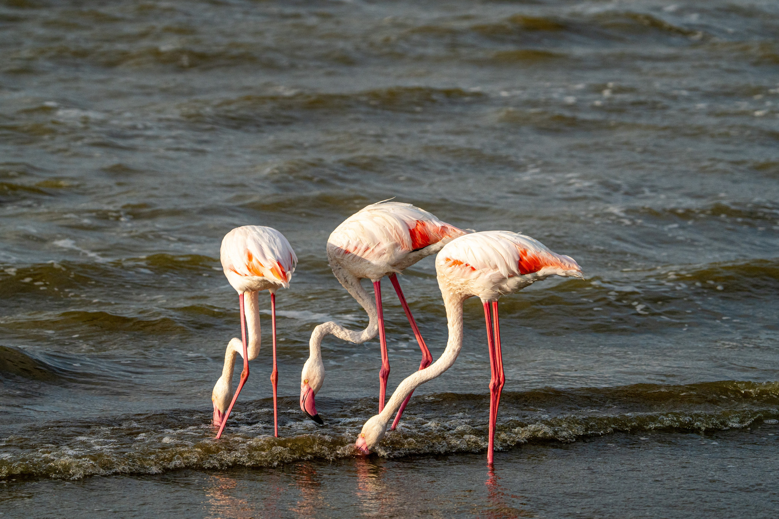 Танзания, сафари, 2025. Творческие сьемки