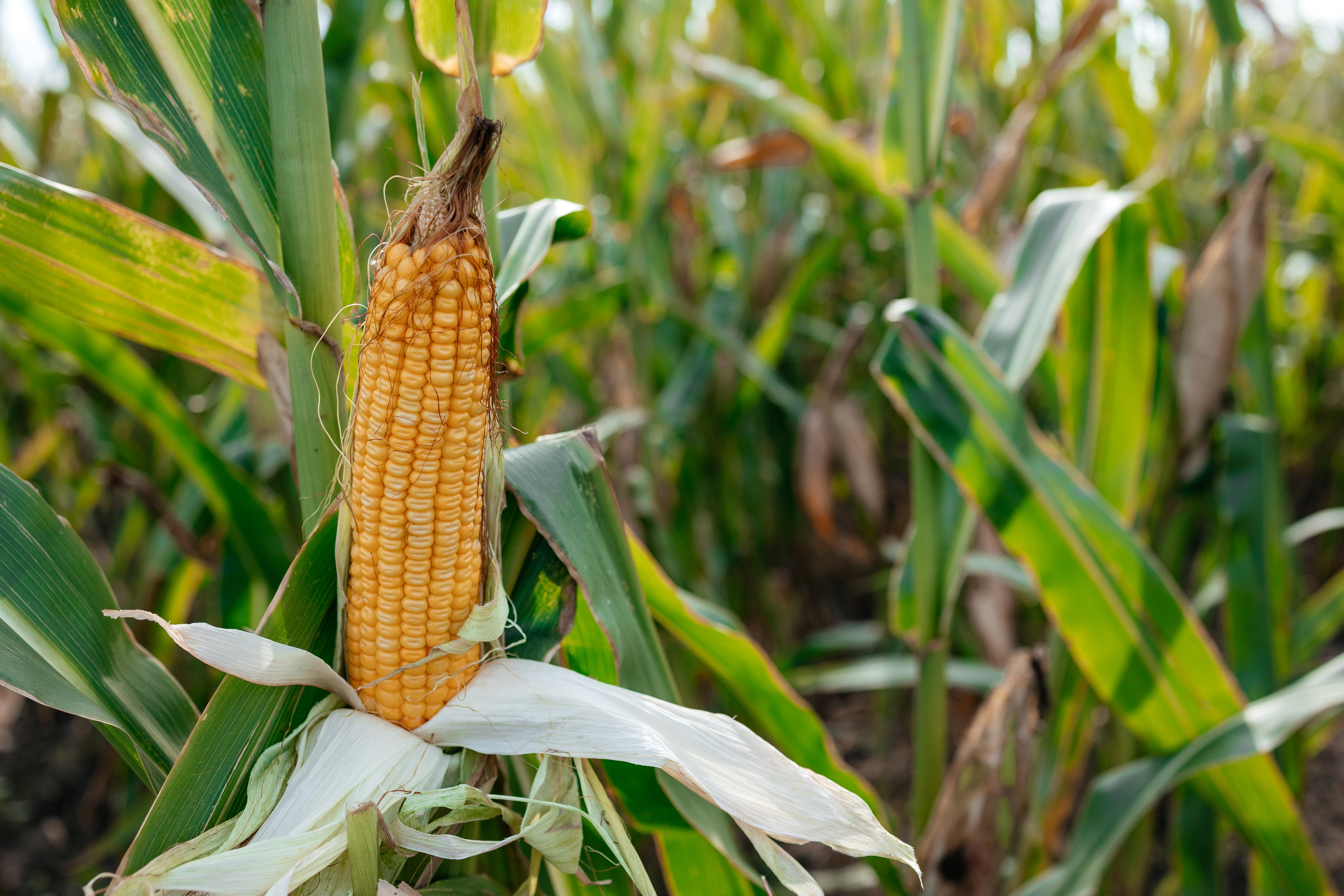 День поля. Фотограф Крохин Олег