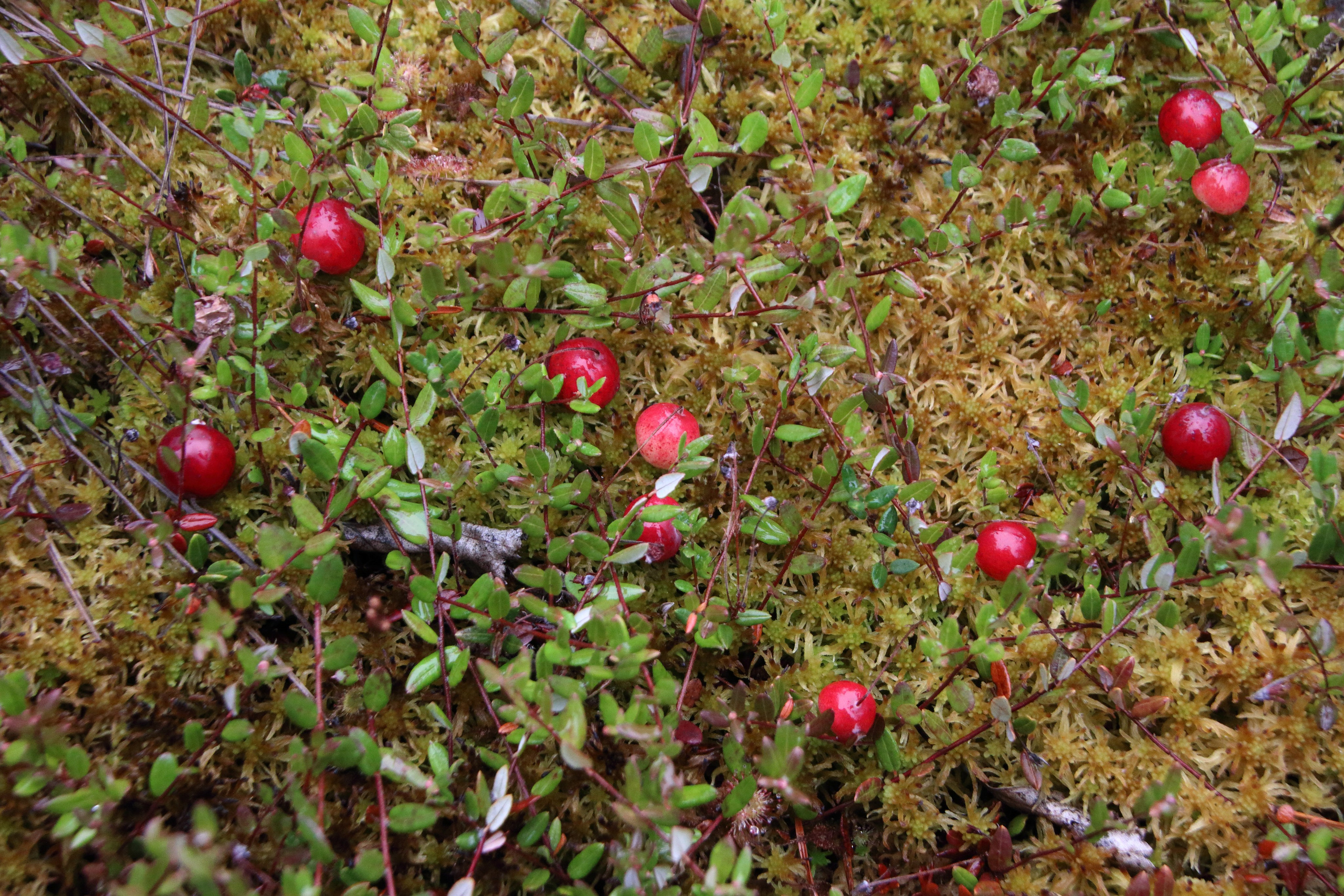 27.08.2019 Фотопленэр на болоте Самарская обл., Шигонский р-н. Фотообъединение Самарского областного отделения Союза журналистов России
