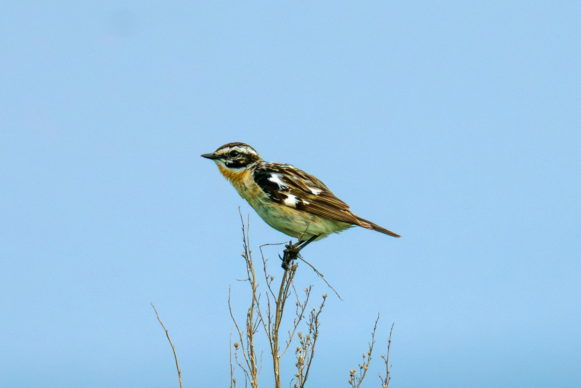Удивительные мир птиц. Вокруг нас столько прекрасного — присмотритесь!. Ваш личный фотограф Марина Волкова