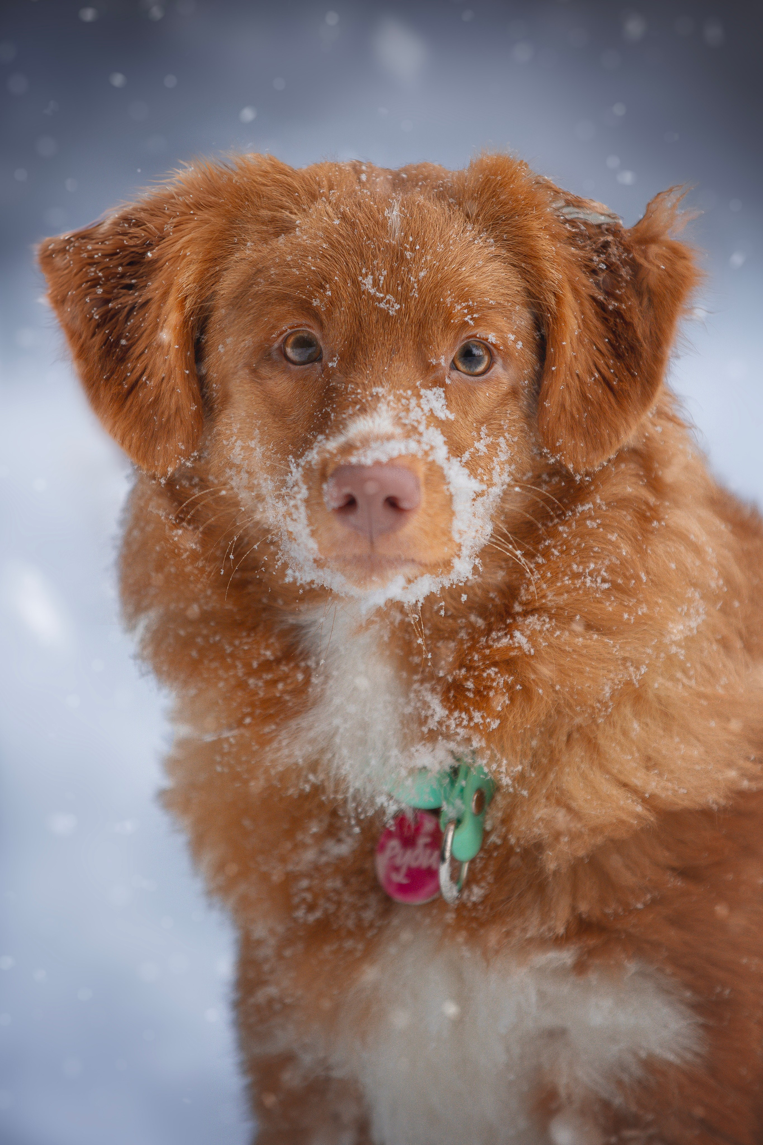 Руби, Николь, Кирилл и Мила. Фотограф анималист в Москве Майорова Евгения