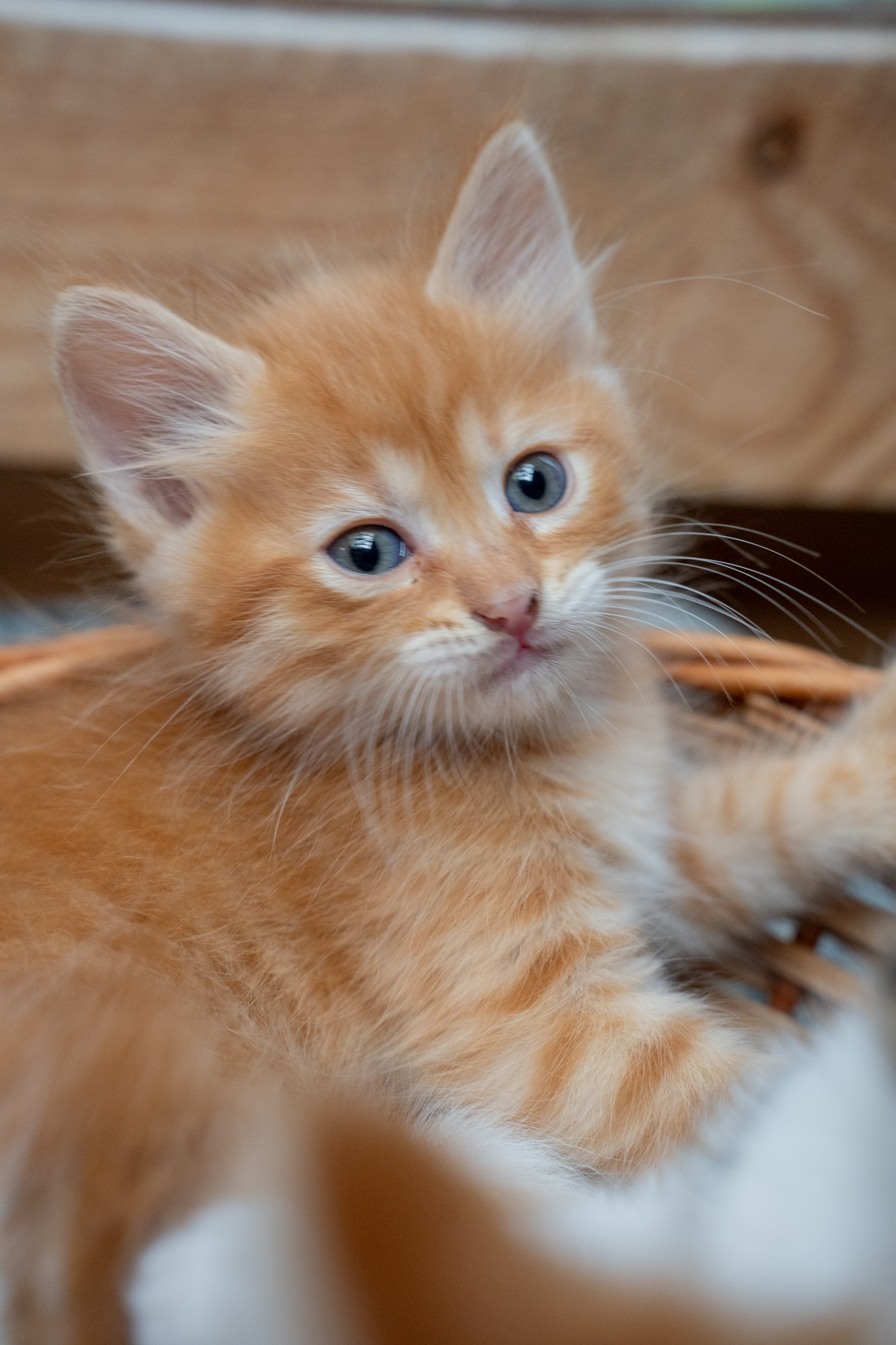 Анимализм. Портретный фотограф Олеся Владимирова в Москве