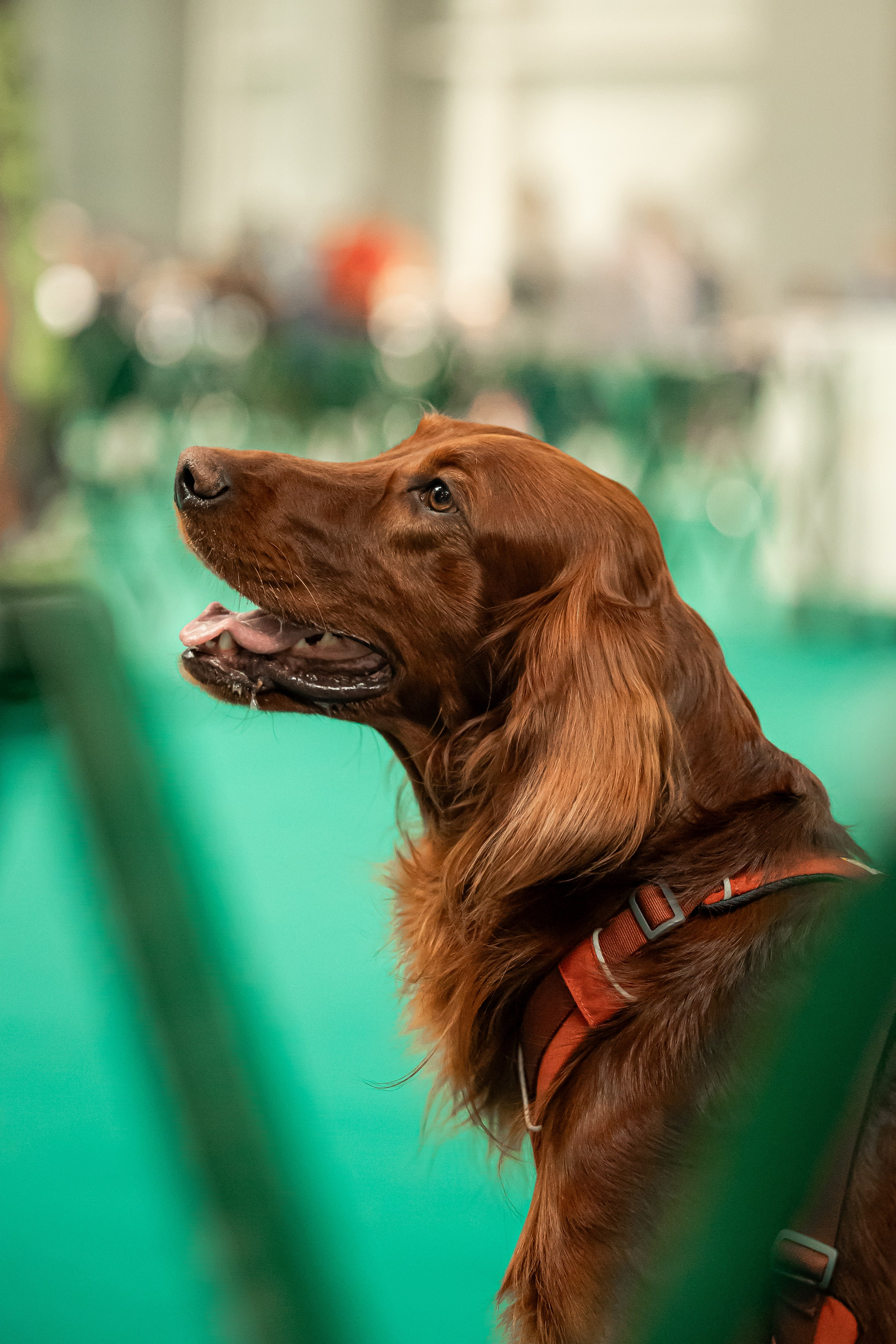 Выставка сеттеров 19.05.24