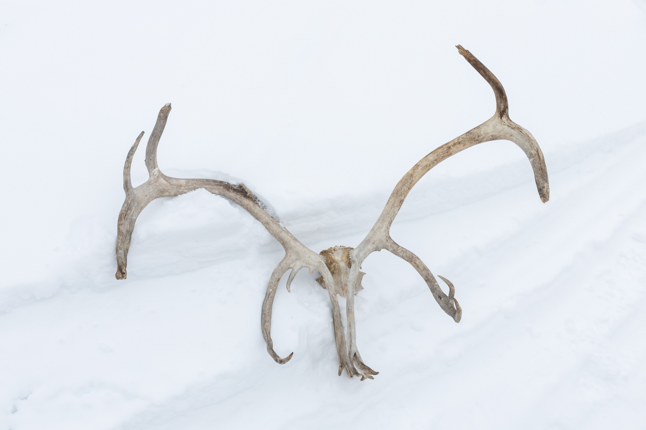 Земля кошачьего локотка (2025). Документальный фотограф Зданович Антон