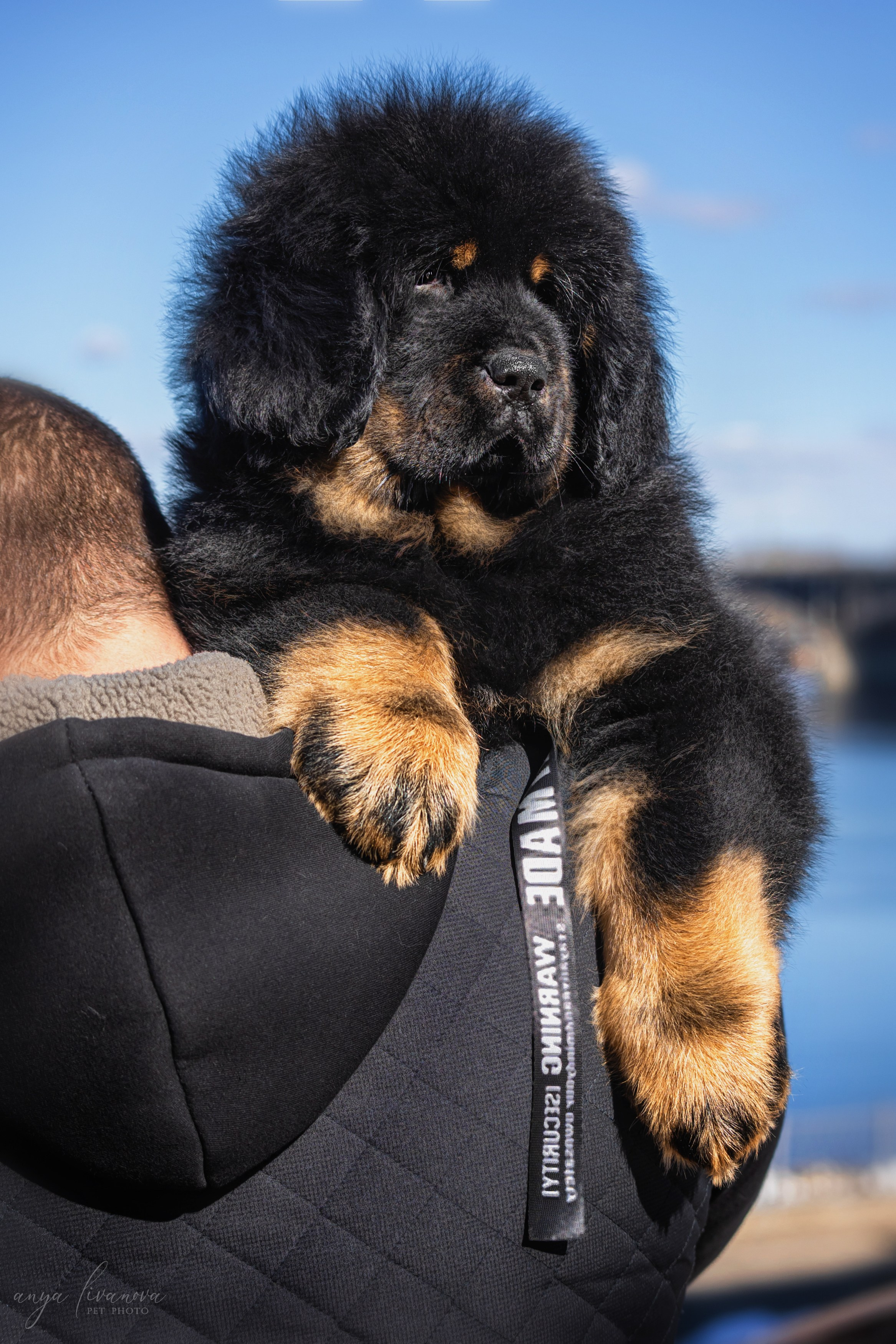 Тибеты. Фотограф анималист Аня Ливанова | Рыбинск