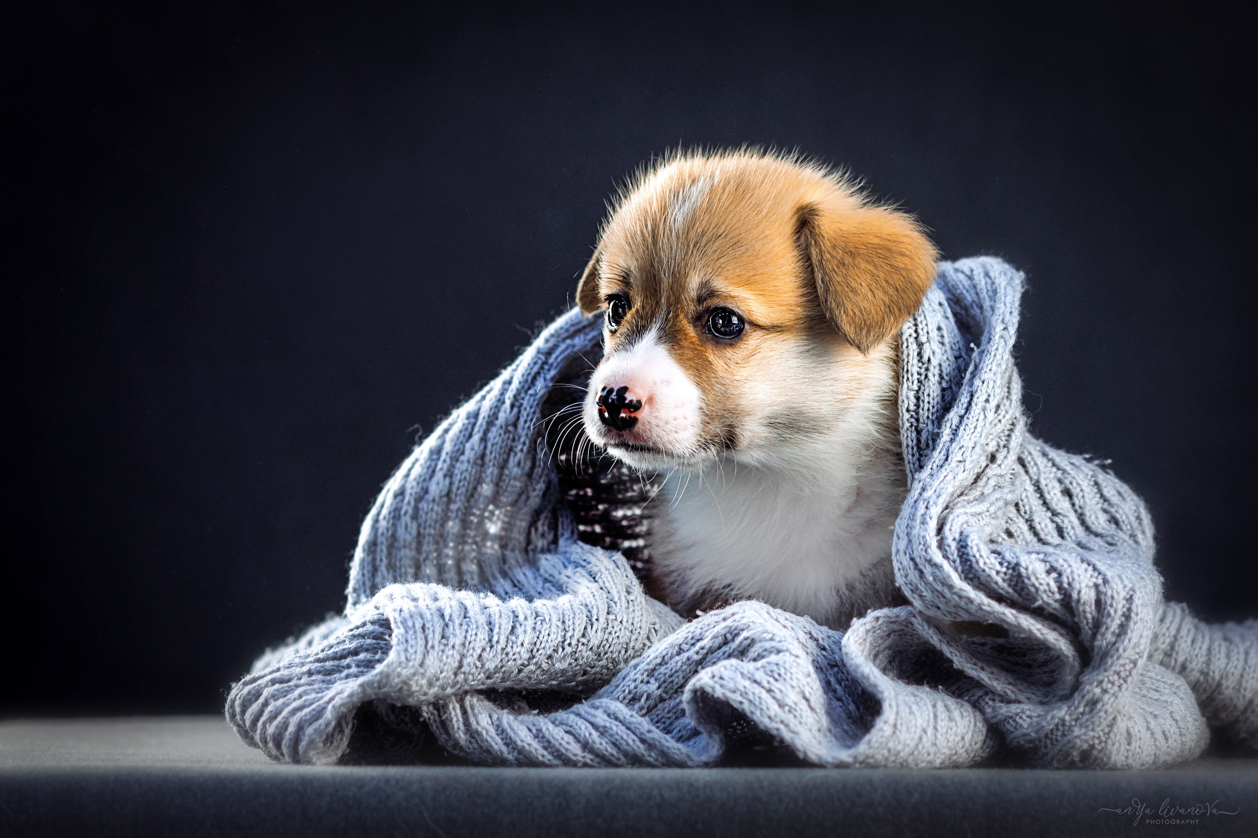 Коржики. Фотограф анималист Аня Ливанова | Рыбинск