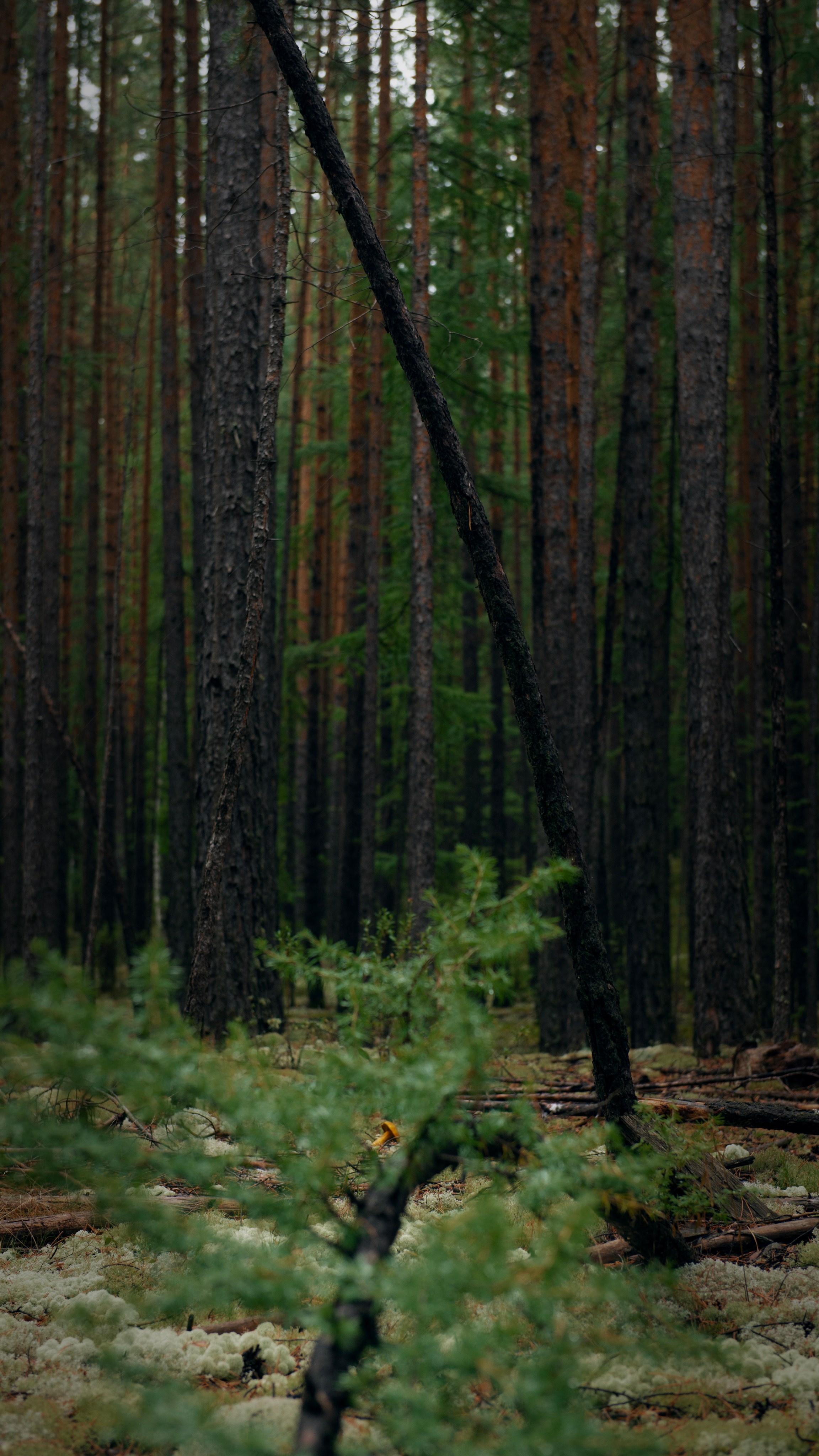 Ну вот как эту красоту не показать? А точнее, как о ней рассказать, если не показать?. Предметный фотограф и ретушер Улан-Удэ Алла Белова