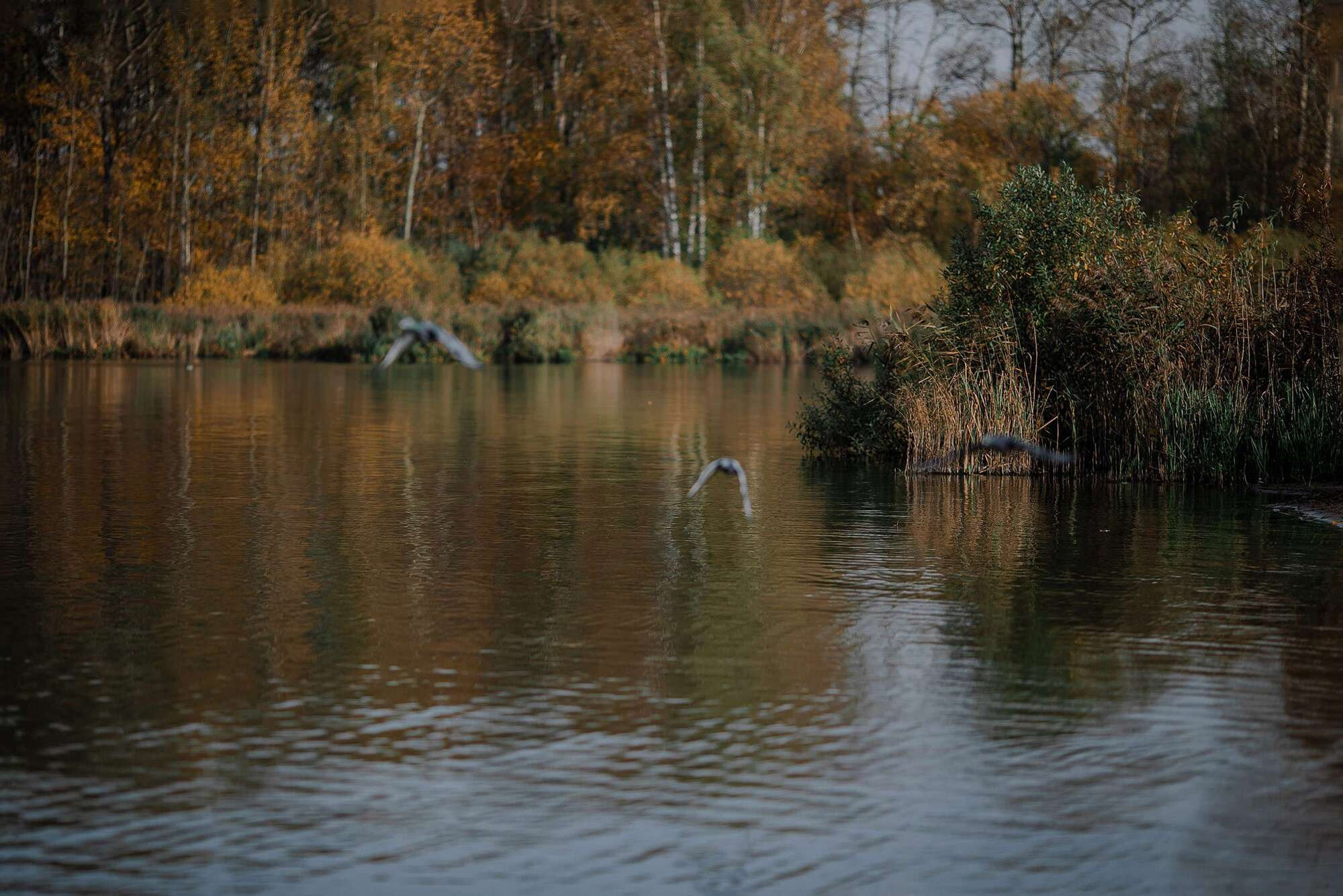 На Озере Сенеж. Семейный фотограф в Москве Вера Гук