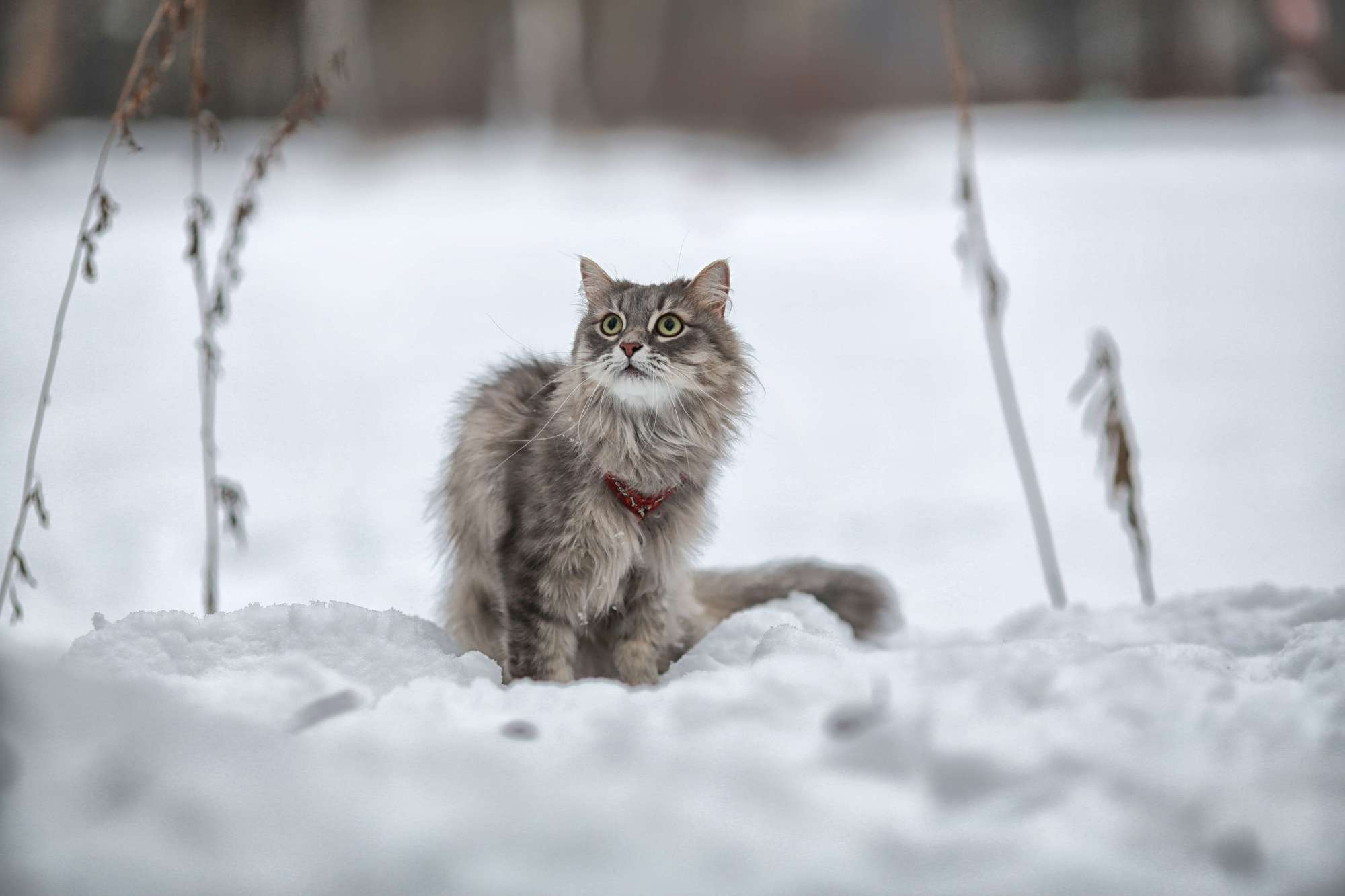 Милана и Маркиза. Семейный фотограф в Москве Вера Гук