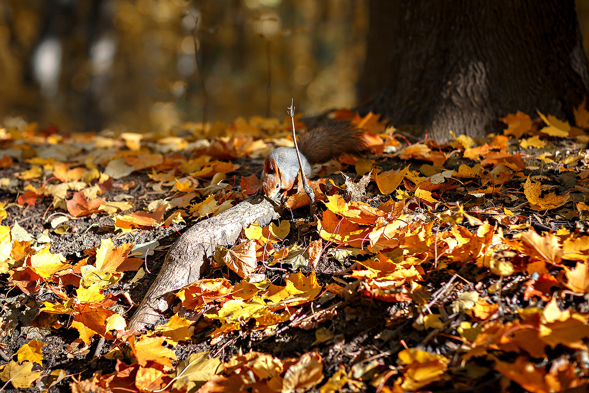 Осенняя прогулка по Нескучному саду. Семейный фотограф в Москве Вера Гук
