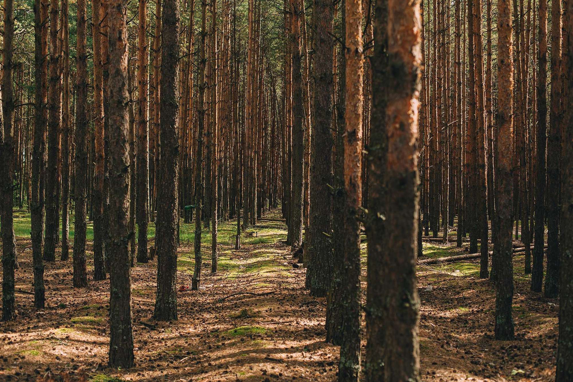 Юля и Леша. Семейный фотограф в Москве Вера Гук