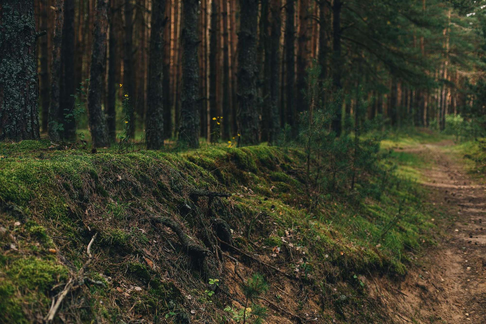 Юля и Леша. Семейный фотограф в Москве Вера Гук