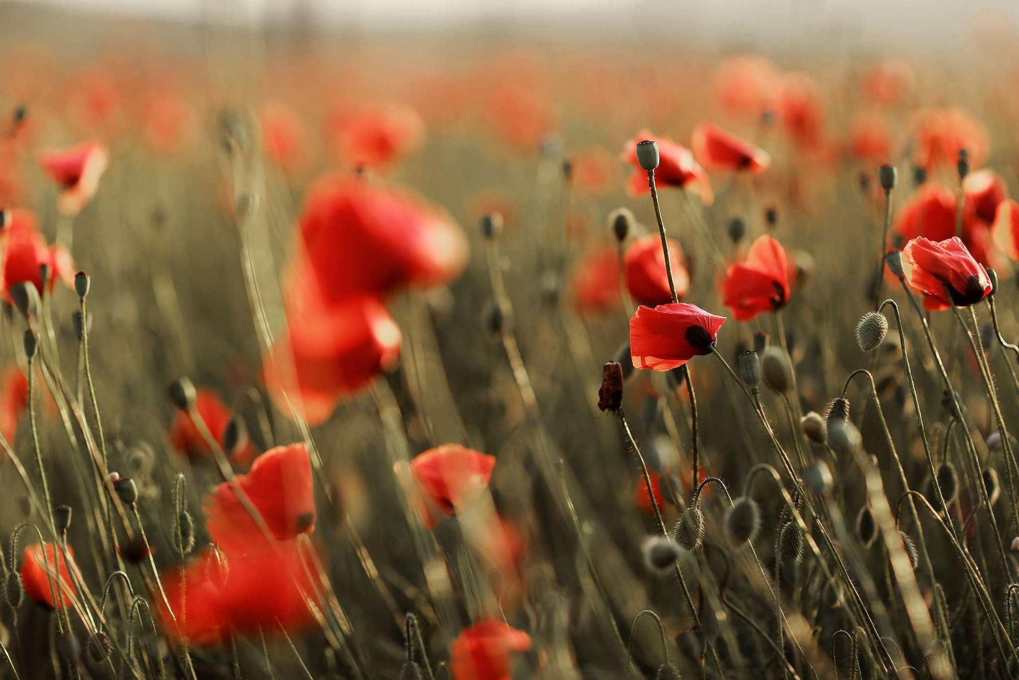 Маковое поле. Крым. Семейный фотограф в Москве Вера Гук