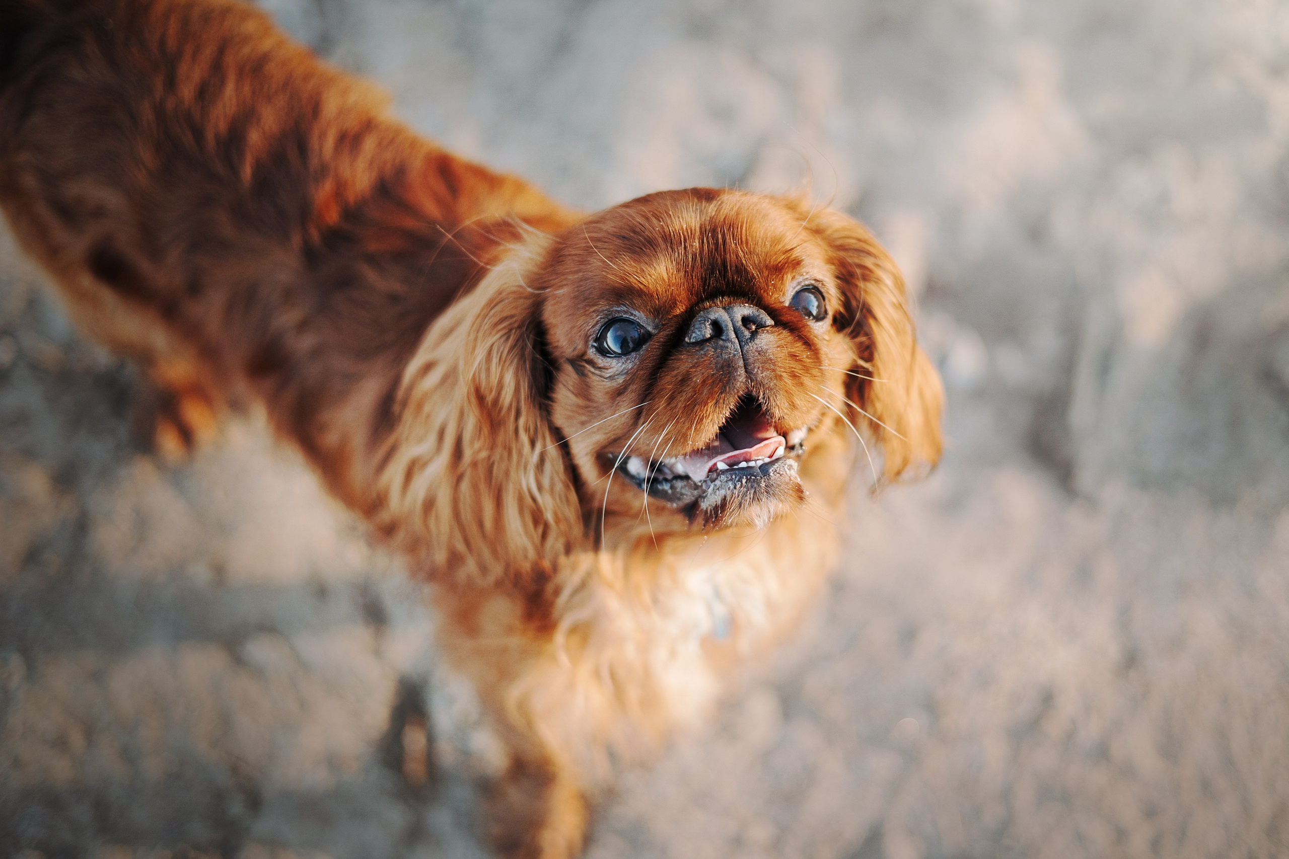 Верон, Гарри и их семья. Фотограф — Анималист | Санкт-Петербург