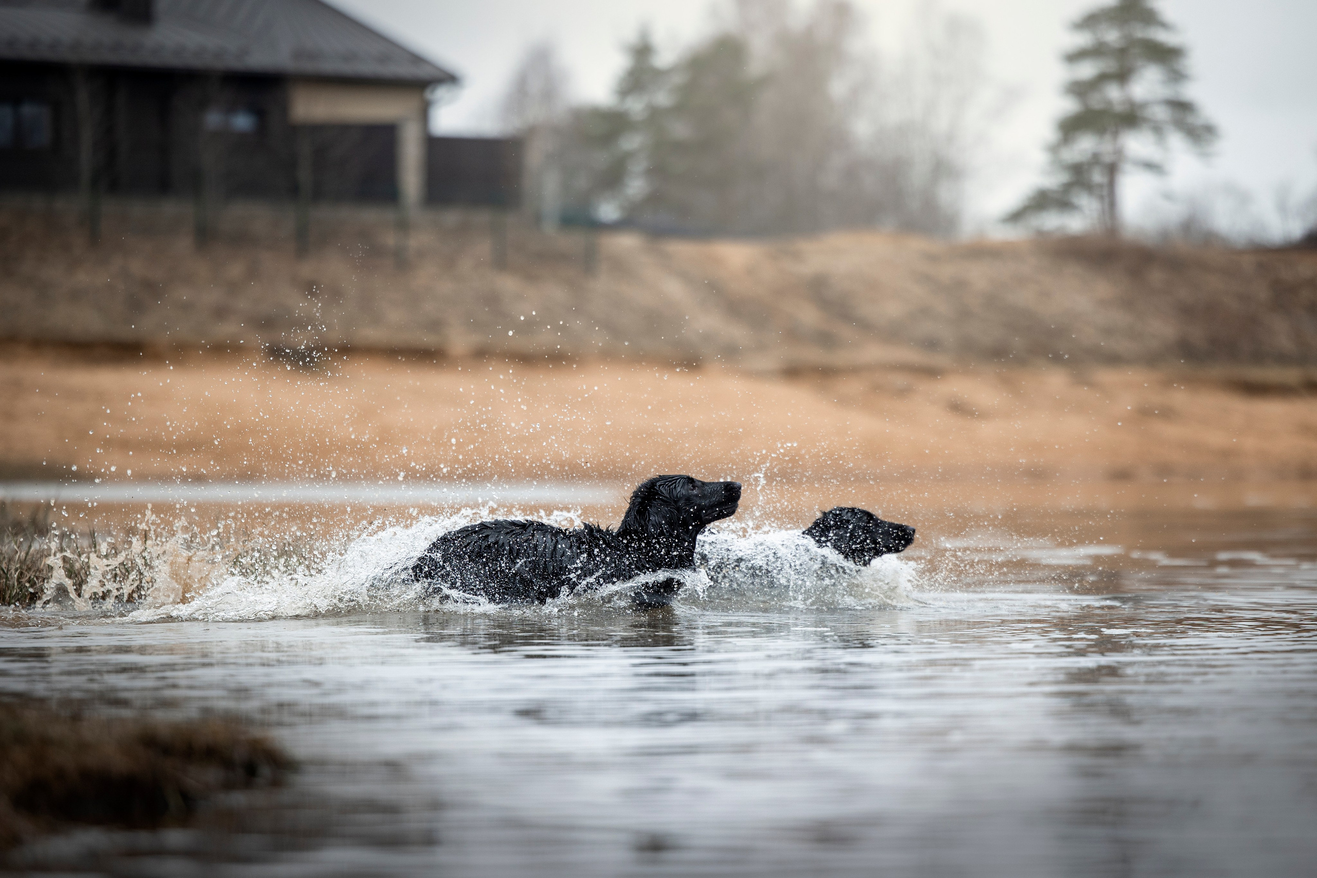 Ора, Ева, Рози и их семья. Фотограф — Анималист | Санкт-Петербург
