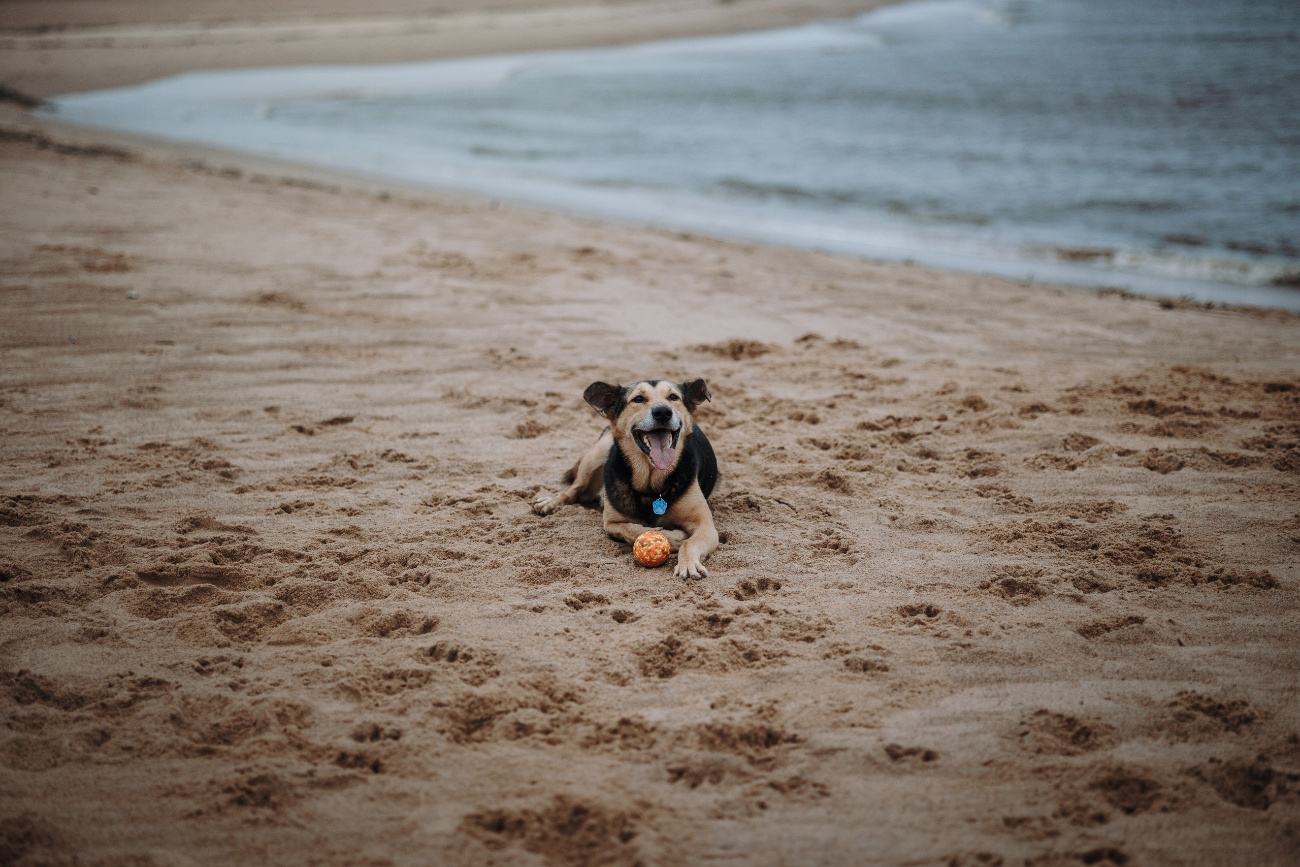 Наталья и Того. Фотограф — Анималист | Санкт-Петербург