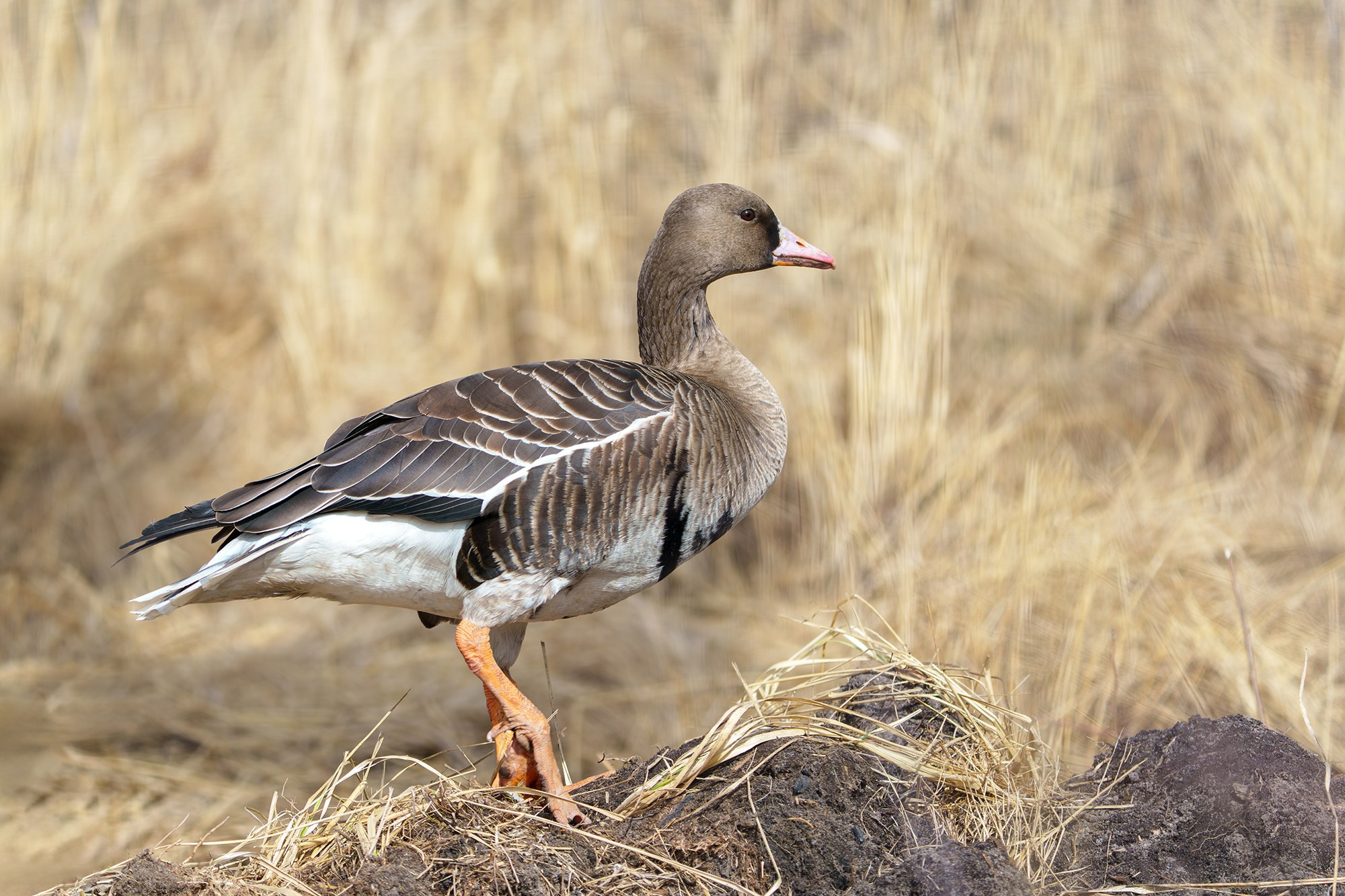 Удивительные мир птиц. Вокруг нас столько прекрасного — присмотритесь!. Ваш личный фотограф Марина Волкова