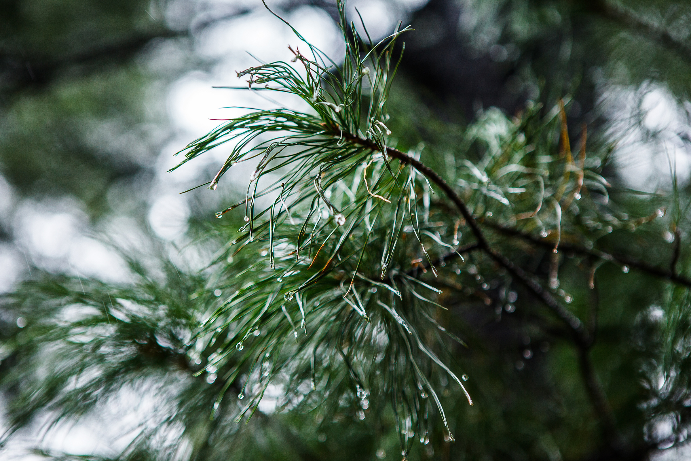 Станислав и Анастасия. Евгения Орлова