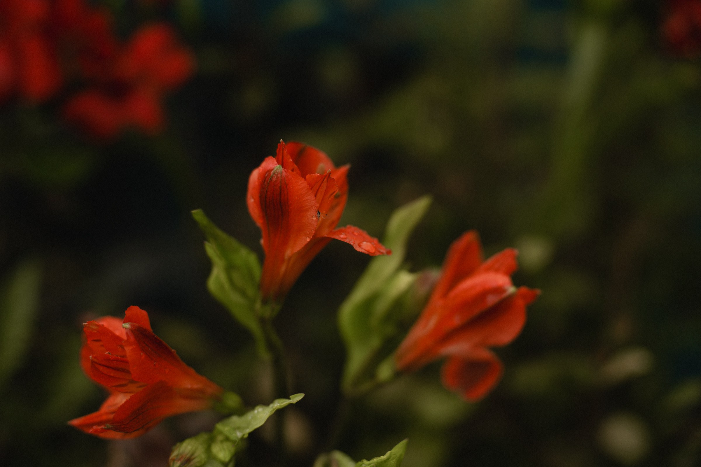 АРИНА И МИХАИЛ. Свадебный и семейный фотограф в Абакане Василевский Алексей