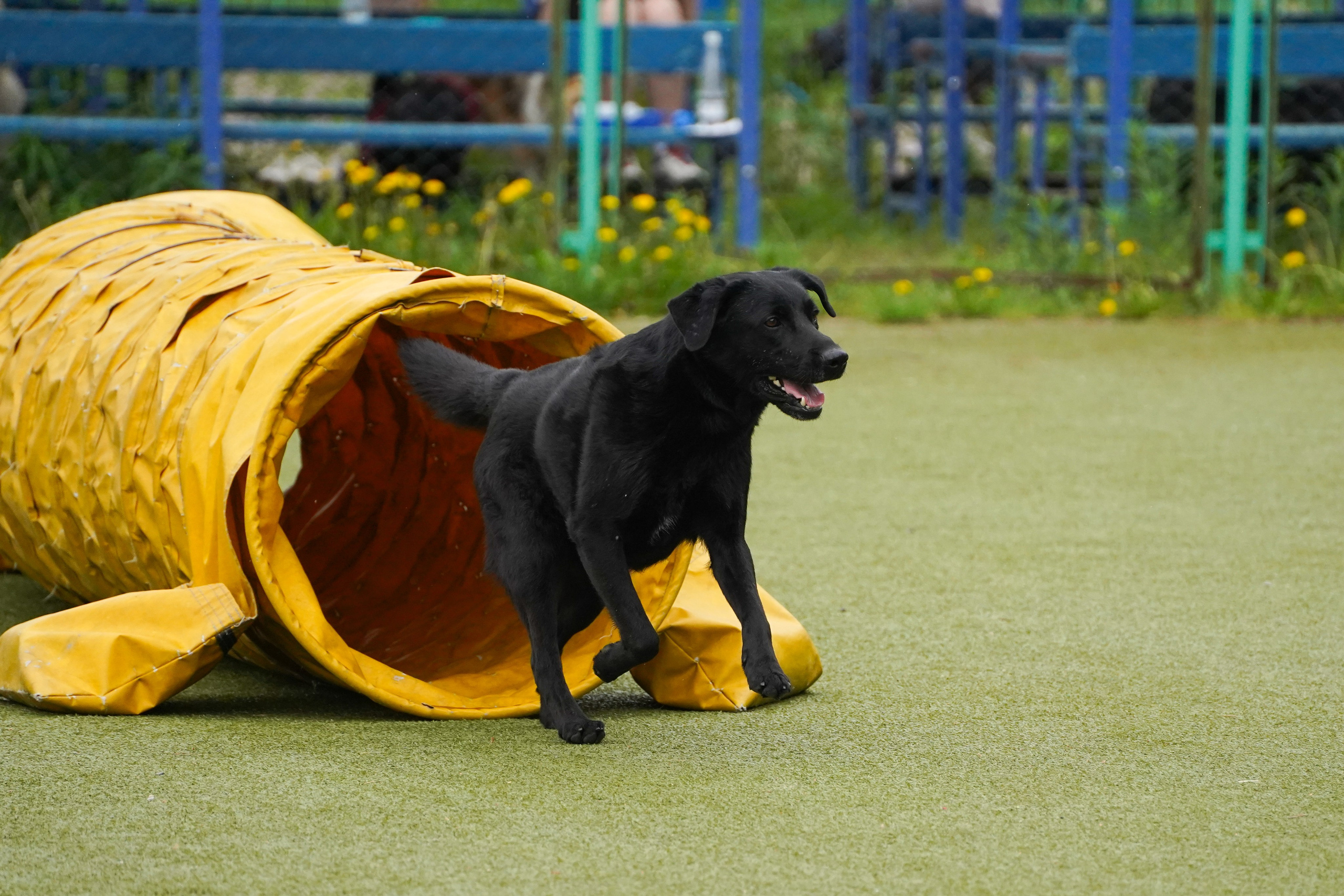 Аджилити 25.05.24, Санкт-Петербург. Фотограф-анималист Анастасия Большакова