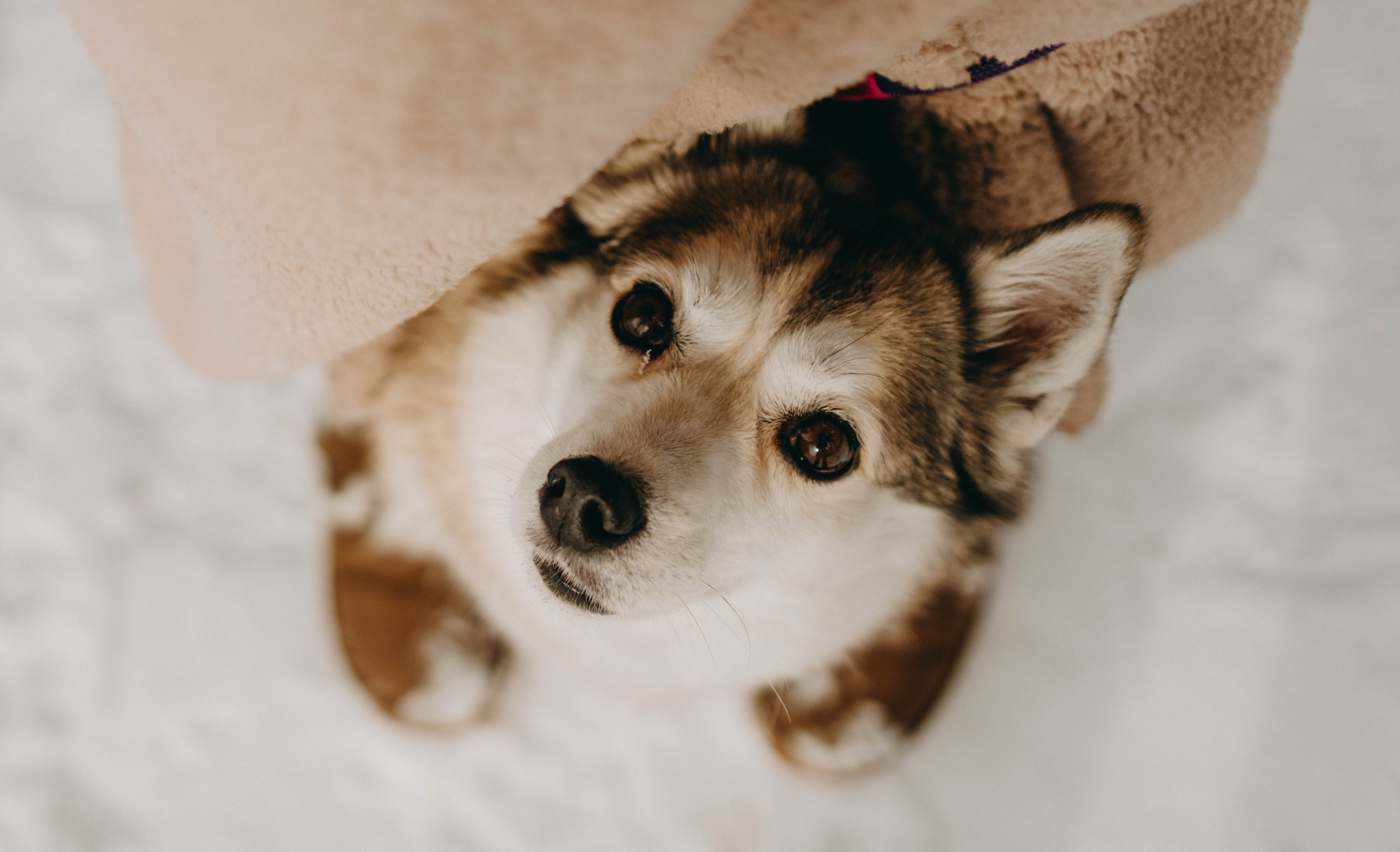 Варвара и Шелби. Фотограф-анималист в Екатеринбурге | Кристина