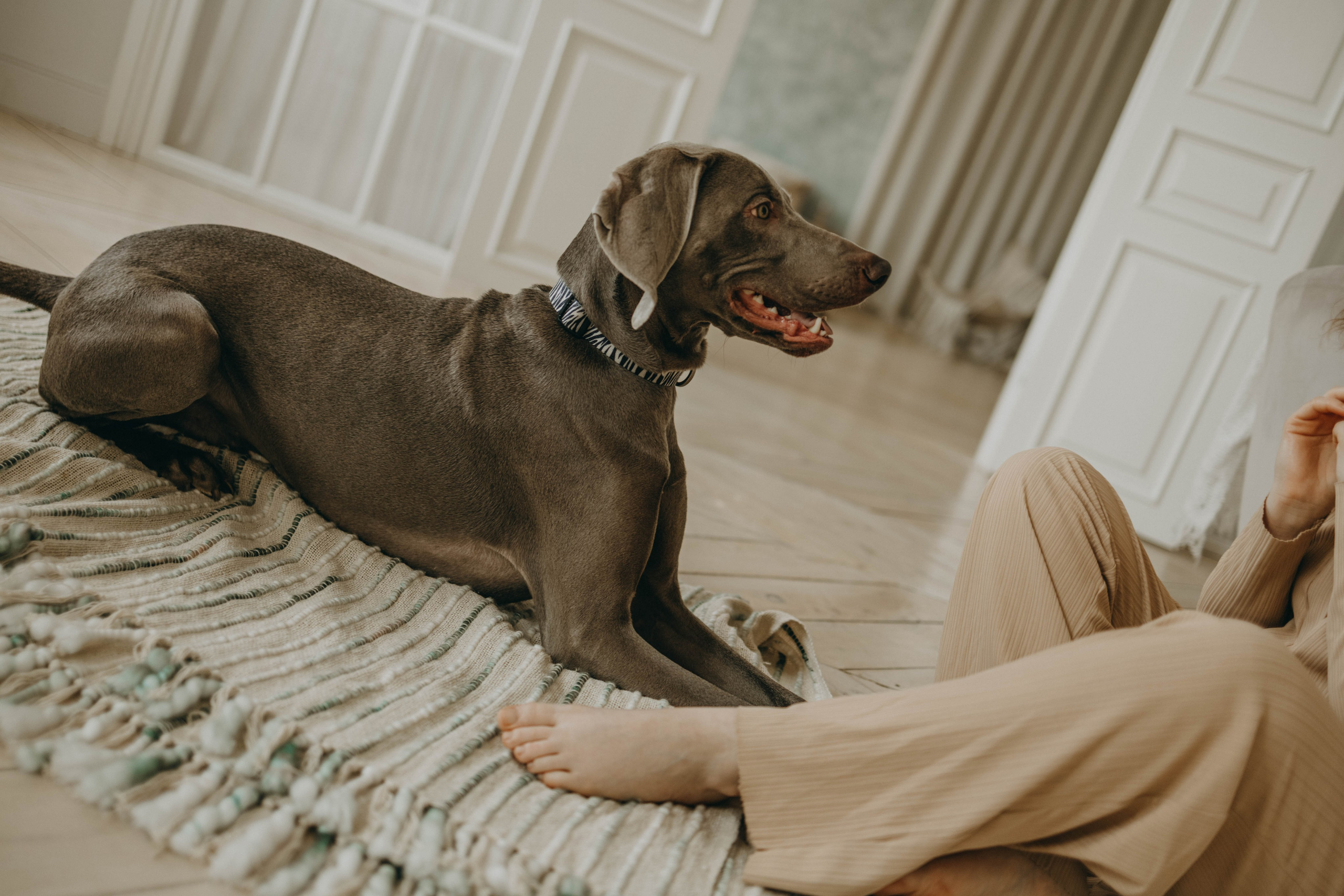 Фотосессия в студии с собакой. Фотограф-анималист в Екатеринбурге | Кристина