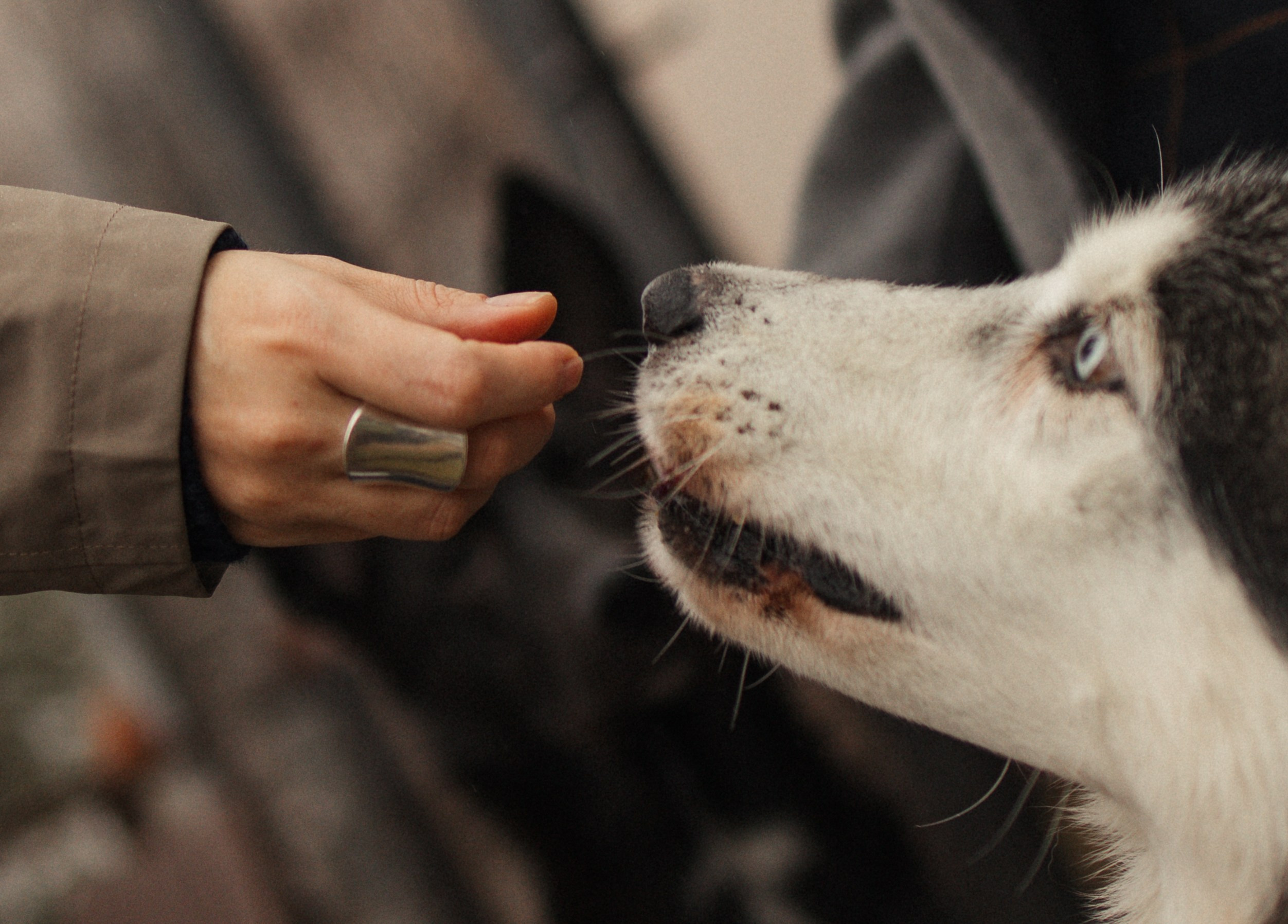 Лена, Глеб, Ральф и Рэй. Фотограф в Выборге и Санкт-Петербурге Маша Гуляева