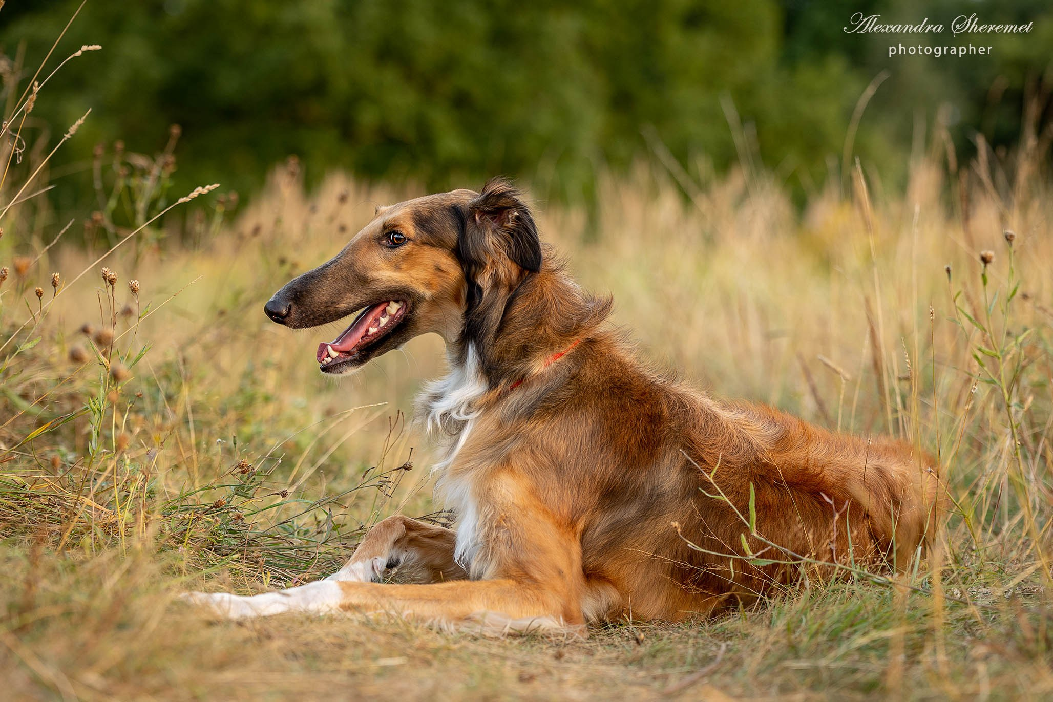 Борзые. Фотограф-анималист Александра Шеремет