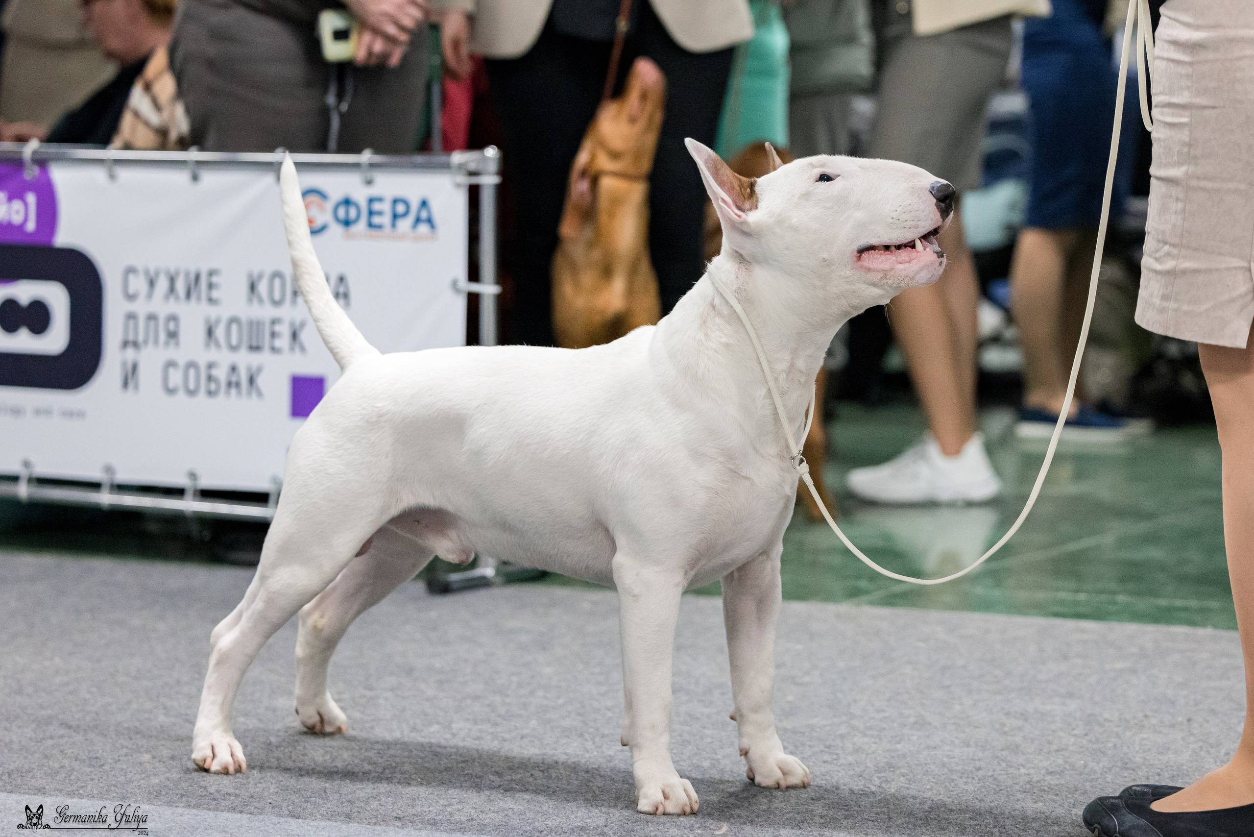 Сфера 28.01. и 4.02.2024. Фотограф-анималист Юлия Германика