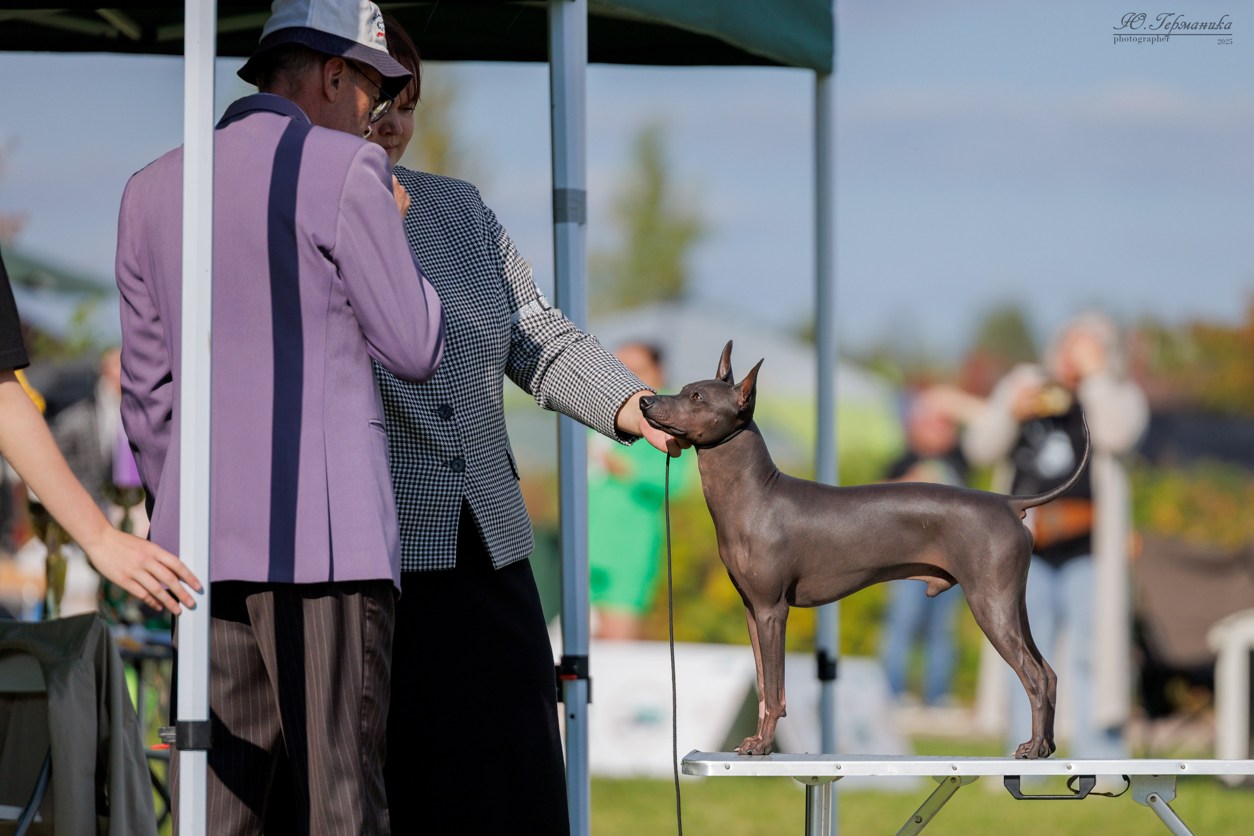 Переславль 5-7.08.2025. Фотограф-анималист Юлия Германика