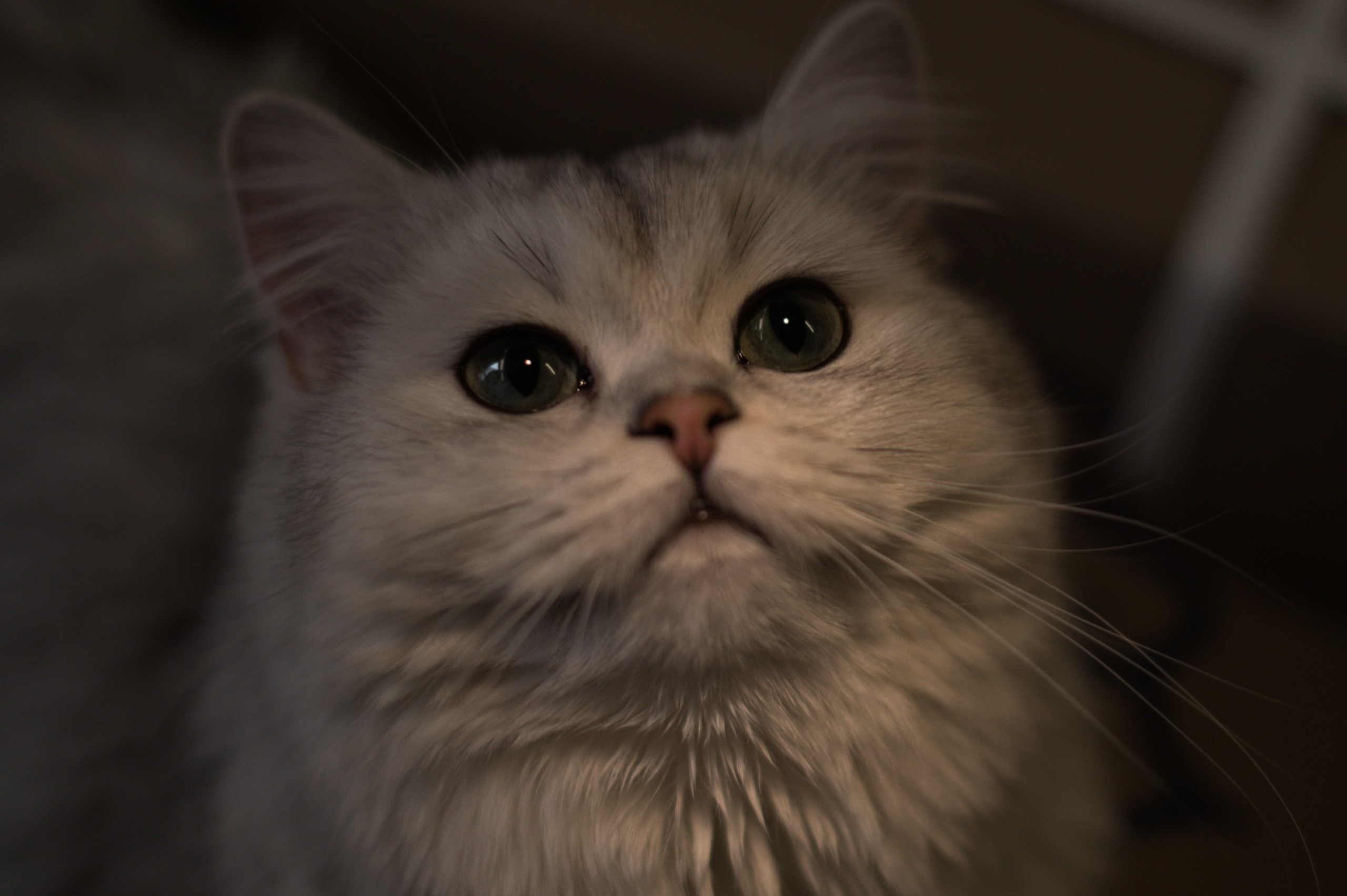 Леша и Даша. Свадебный и репортажный фотограф видеограф Брянск/Москва