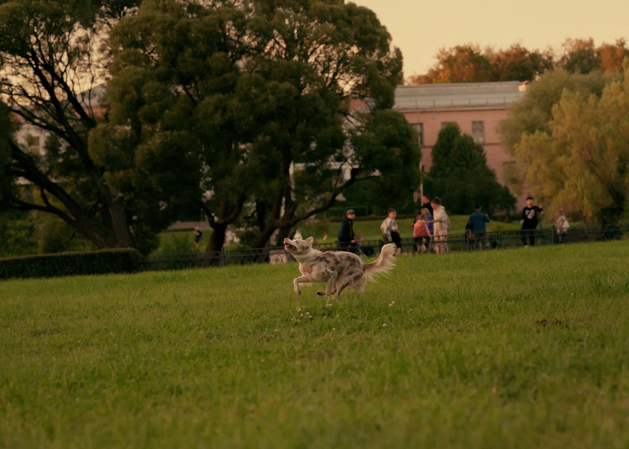 Вэй. Фотограф- анималист Александра Матвеева