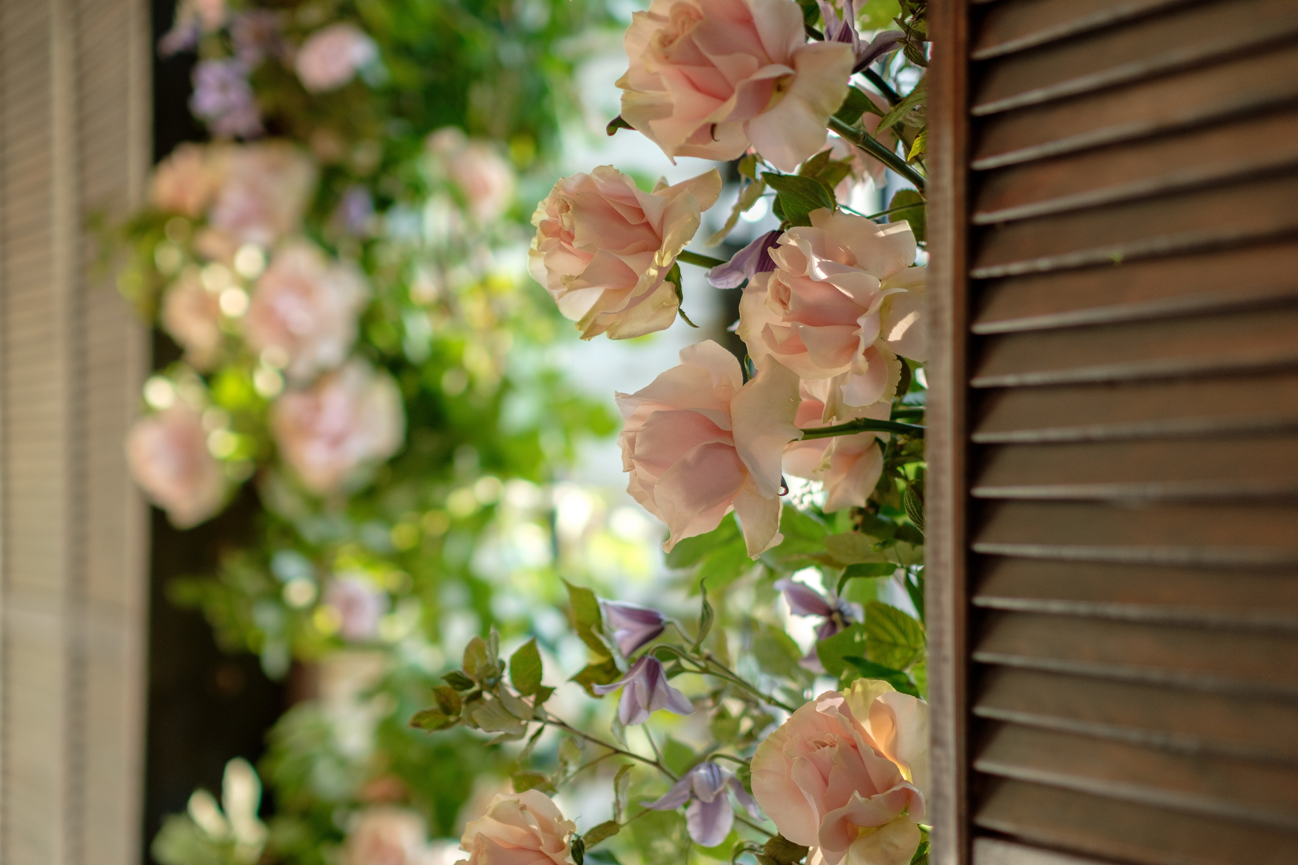 BackYard — DecorOli_Studio. Репортаж — Бэки — Портреты. Москва, СПб. Алексей Назаров