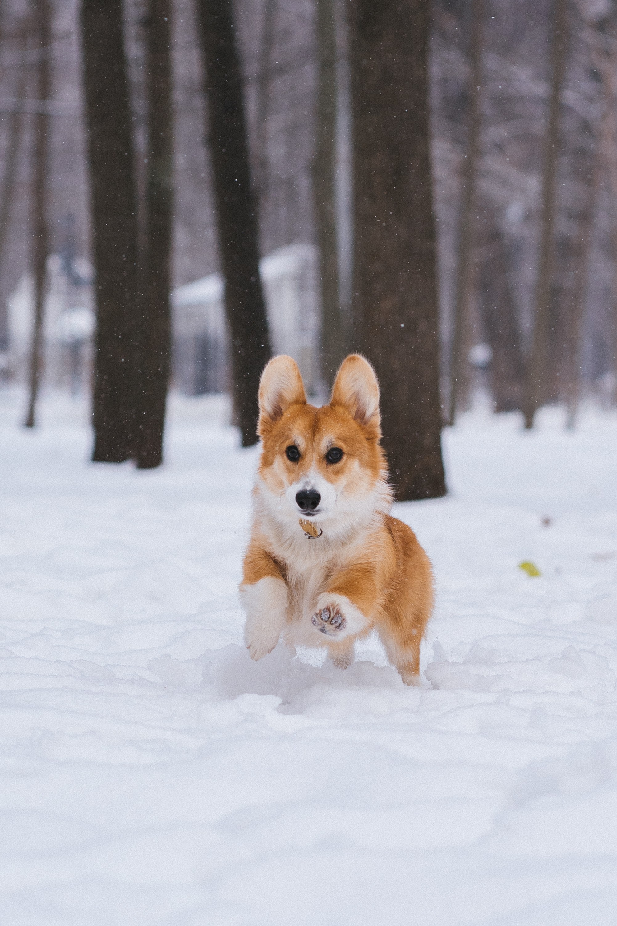 Агата и Лайк. Свадебный фотограф в Москве Анна Полушина