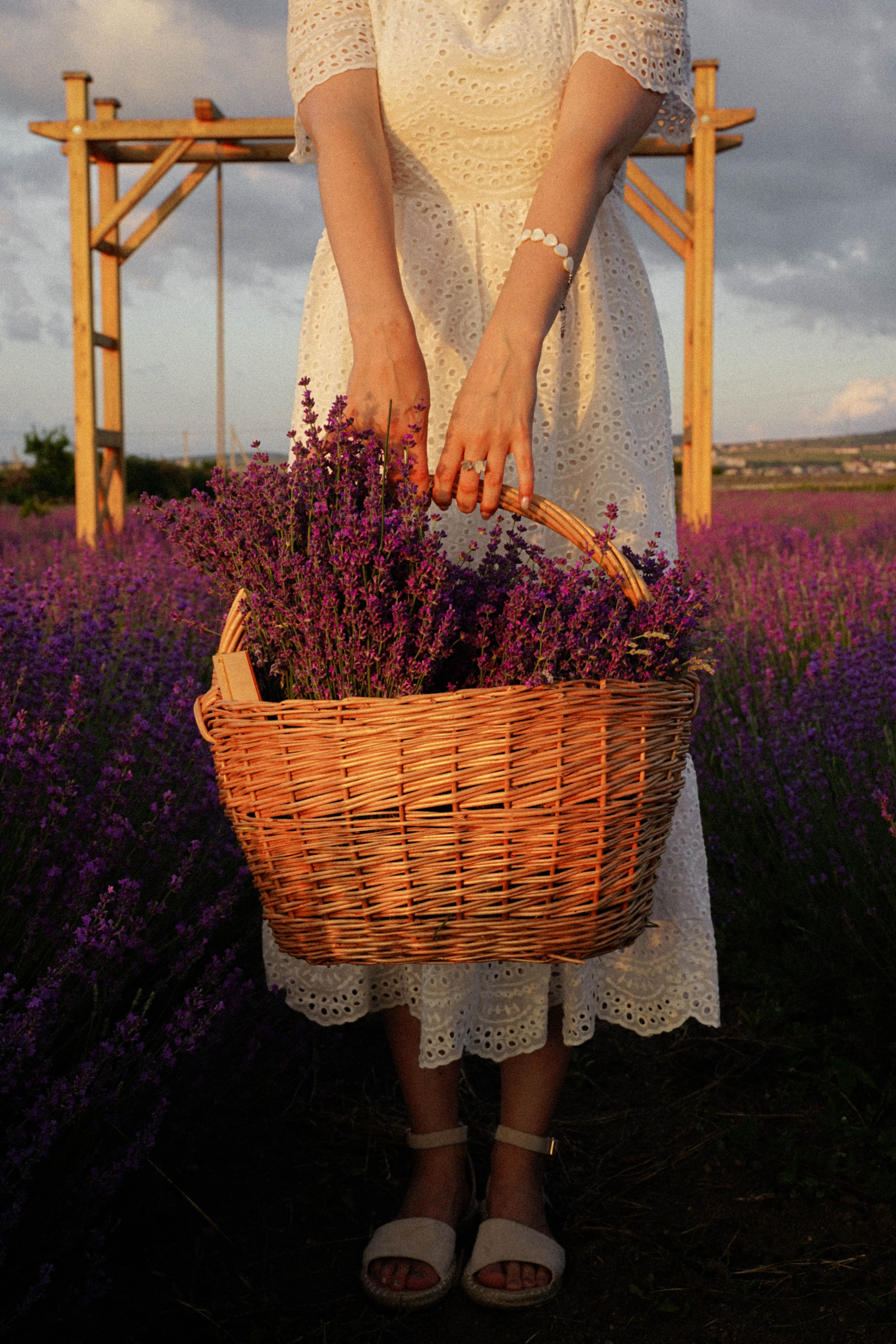 Lavanda. Фотограф в Крыму