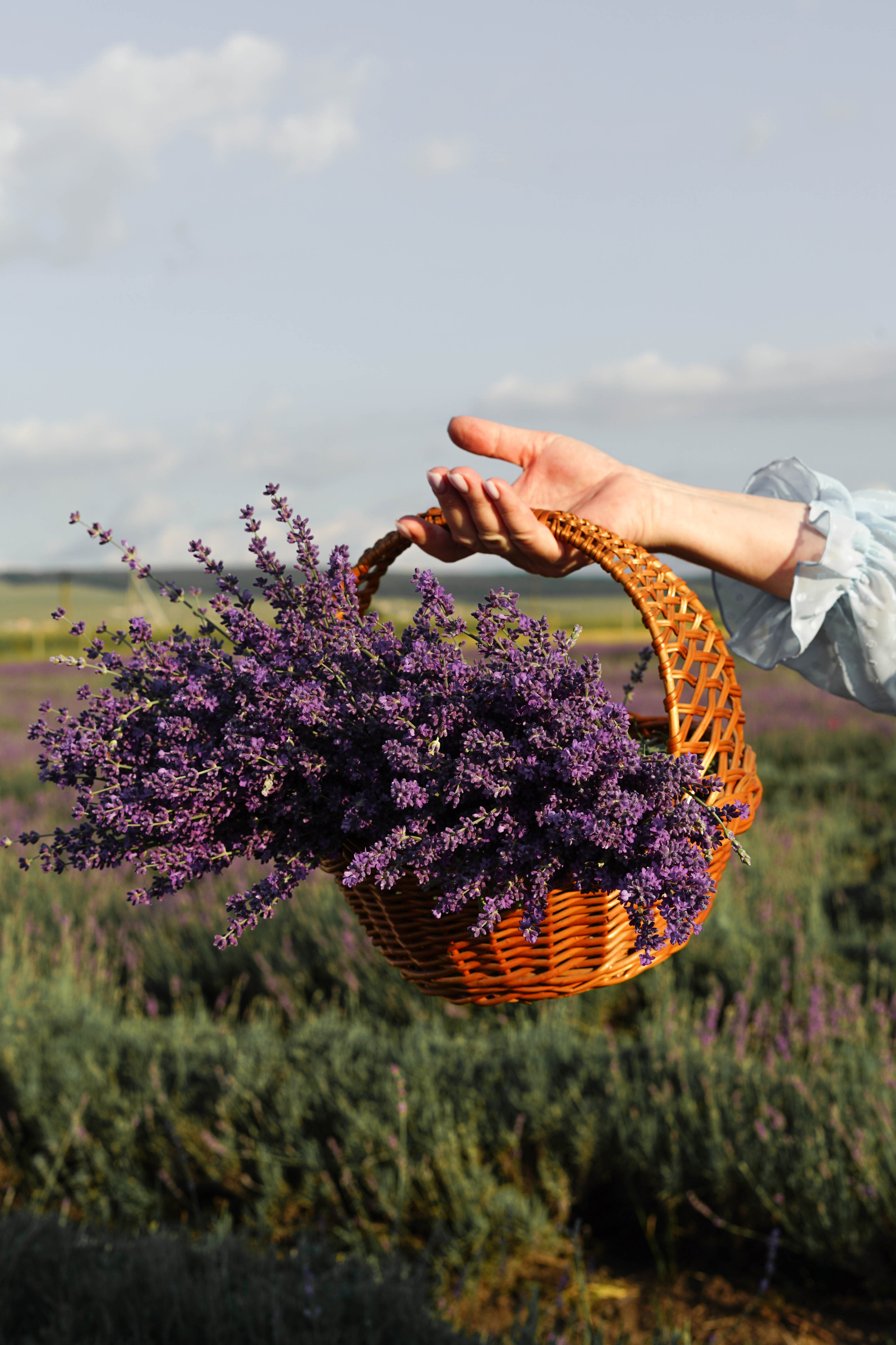 Lavanda. Фотограф в Крыму