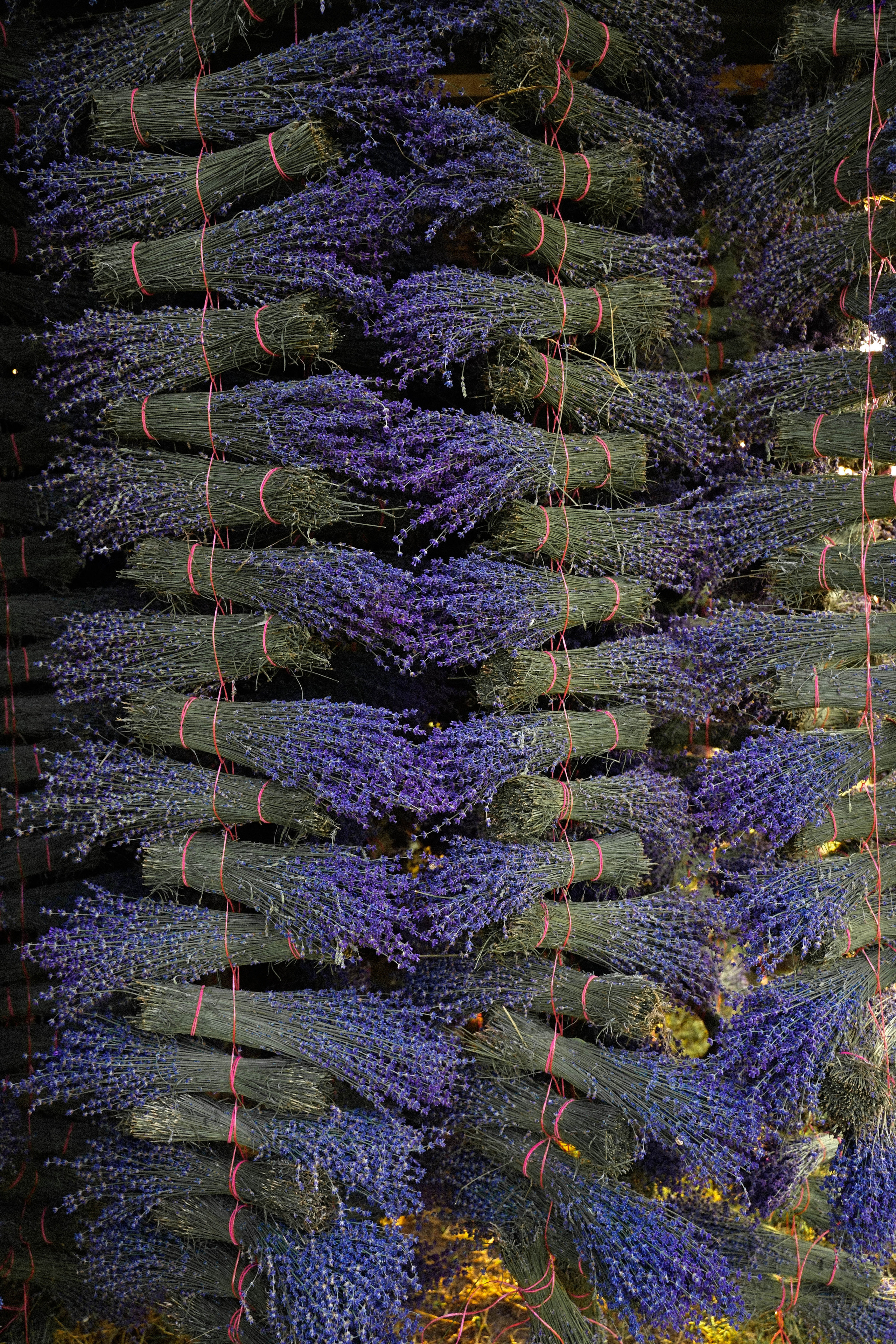 Lavanda. Фотограф в Крыму