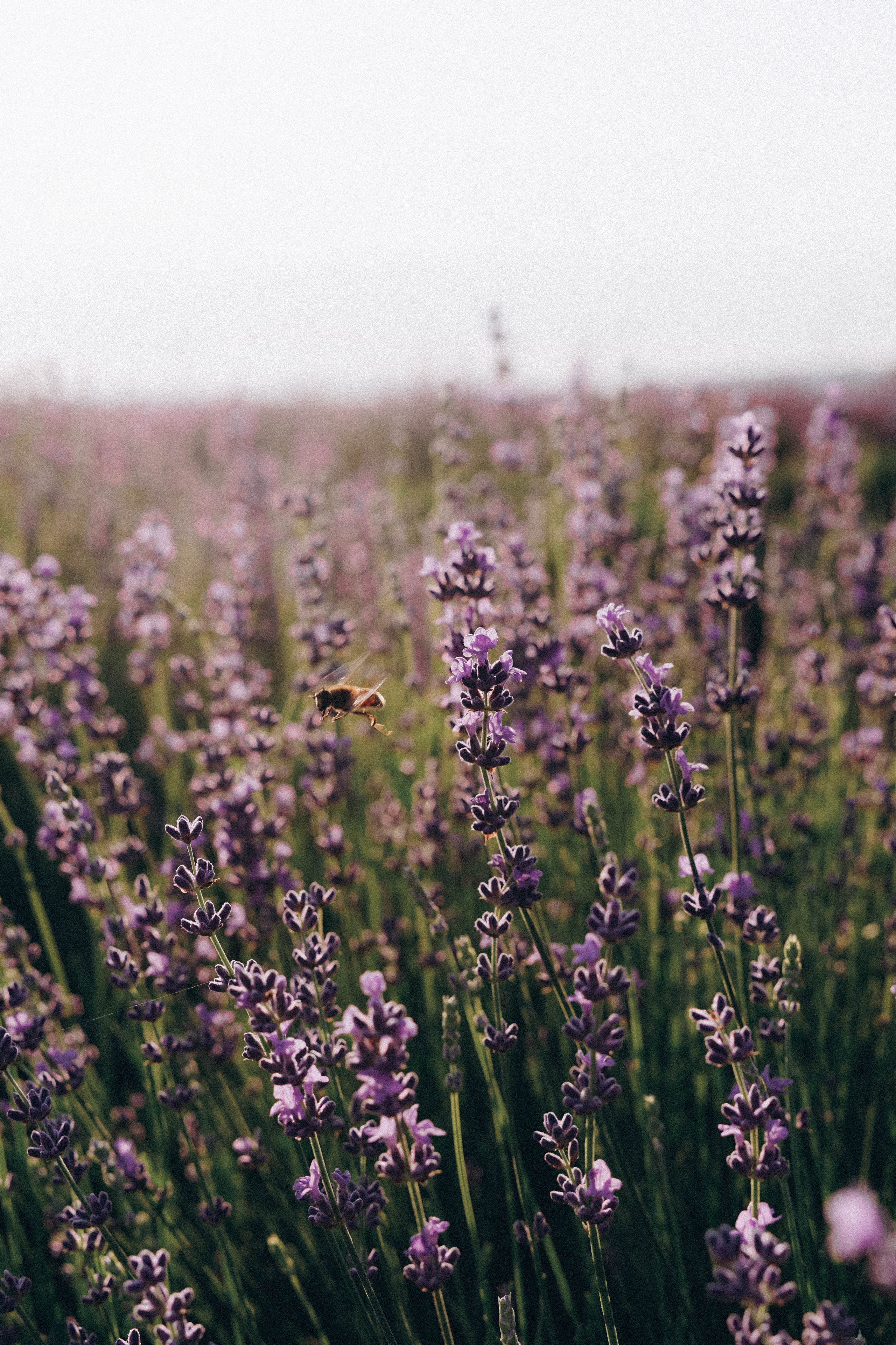 Lavanda. Фотограф в Крыму