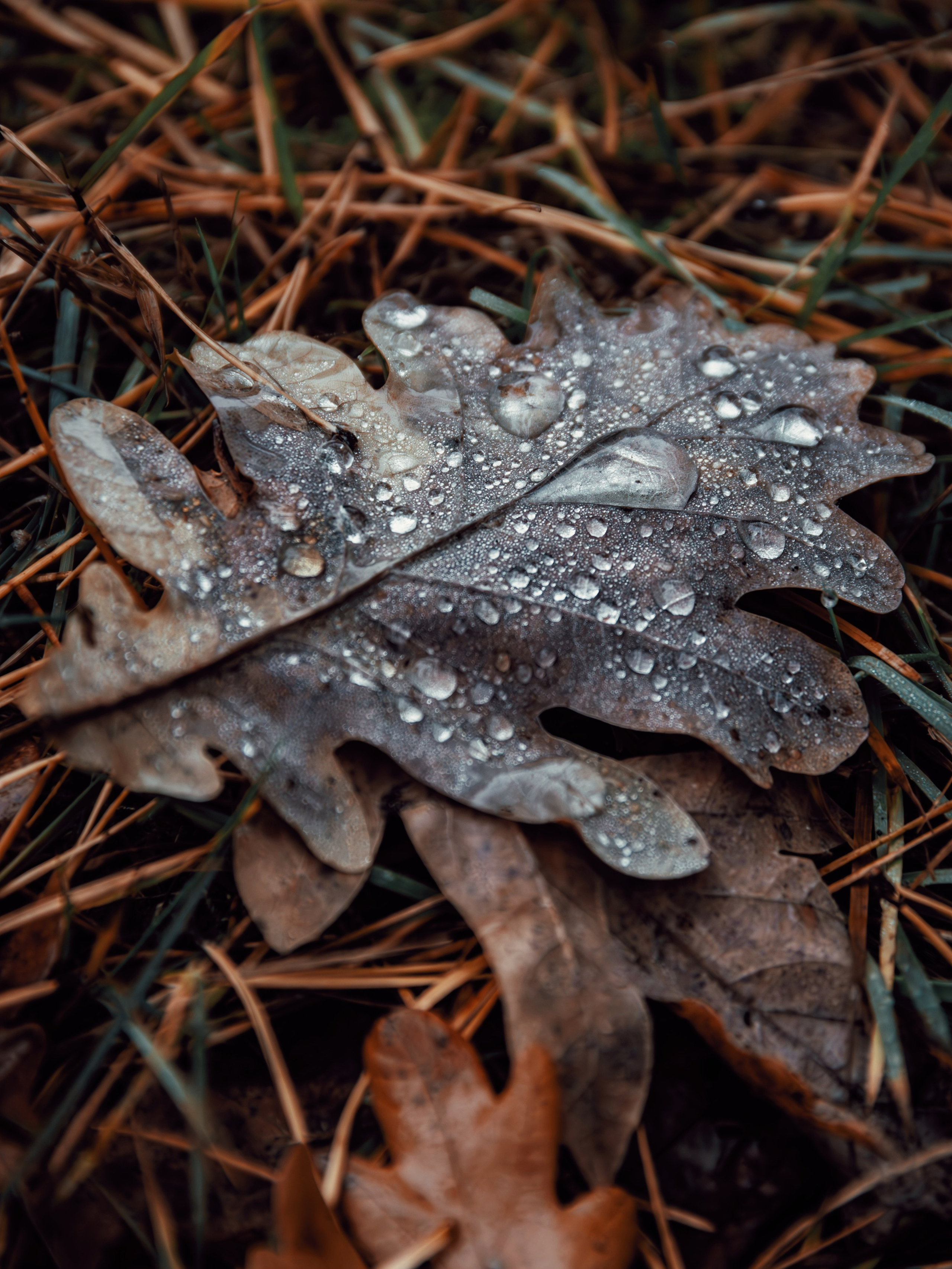 Октябрьский туман. С любовью, фотохудожник
